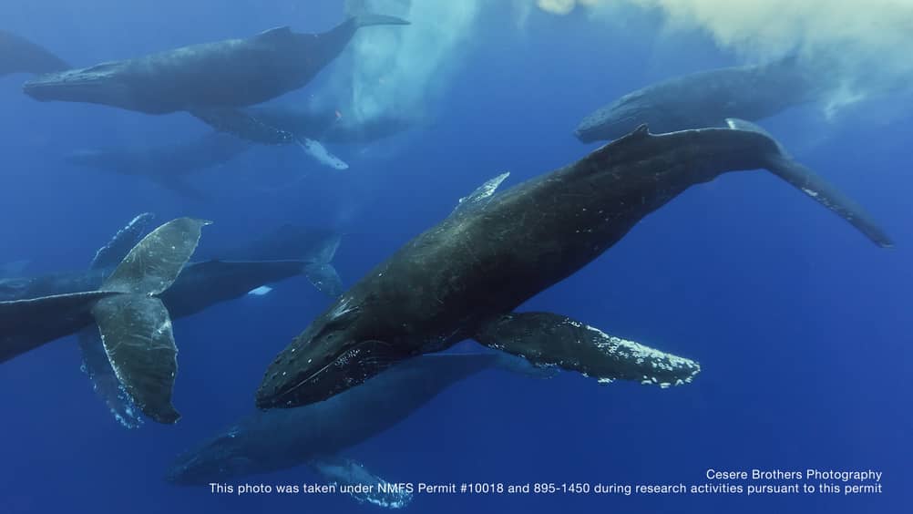 Maui Whale Season 2017 Maui Whale Season 2017