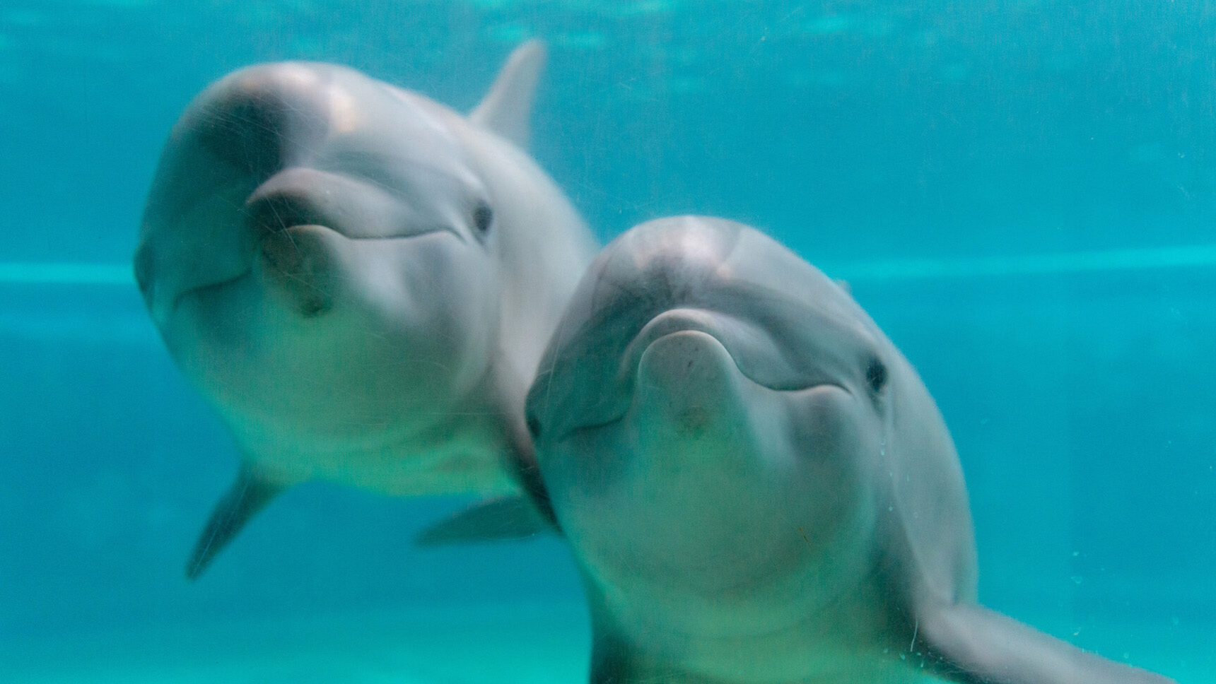 Dive Deeper into Extraordinary Aquatic Adventures with Four Seasons