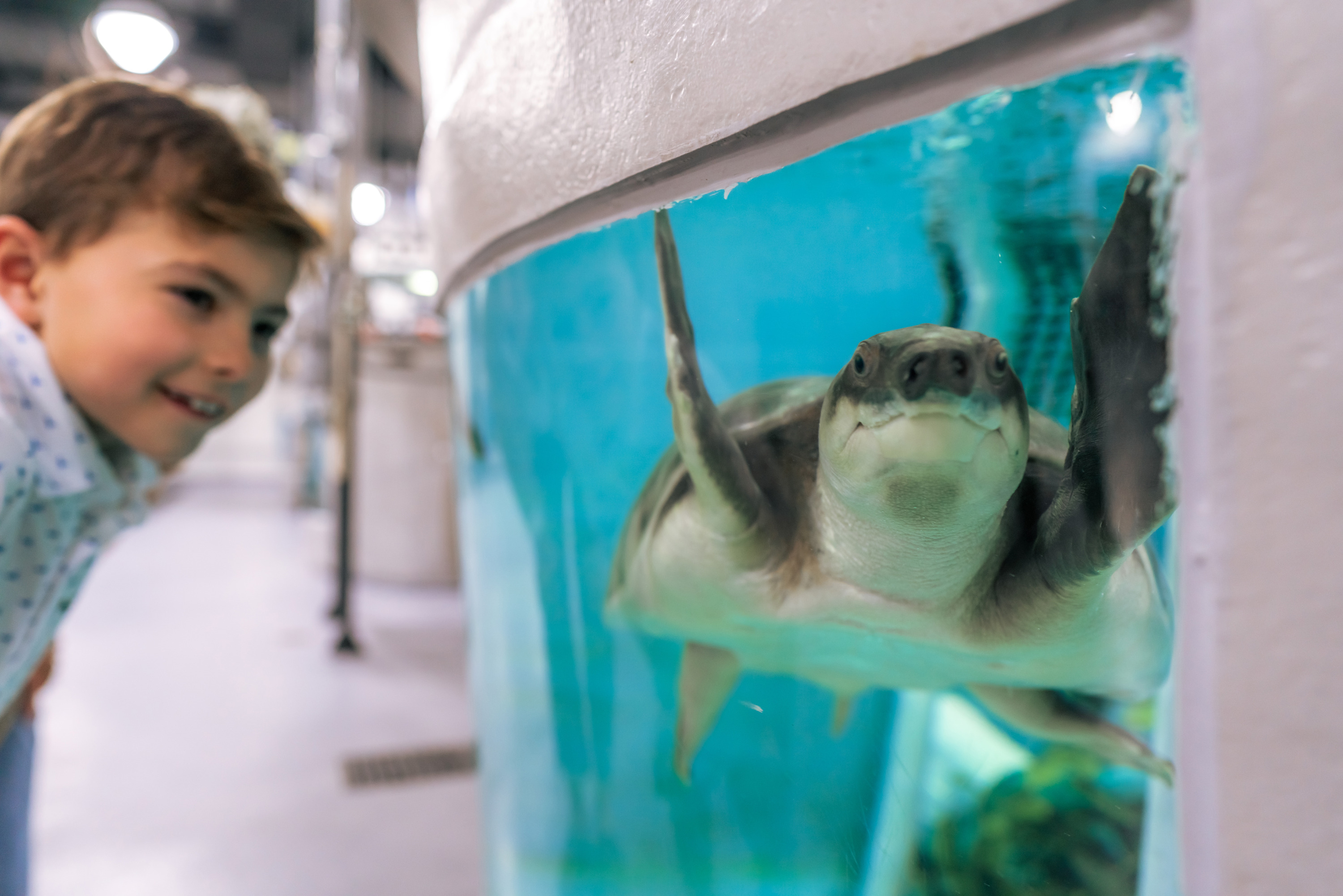 Dive Deeper into Extraordinary Aquatic Adventures with Four Seasons