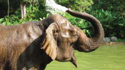 Complimentary Amenities for Kids Offered by Four Seasons Resort Koh Samui