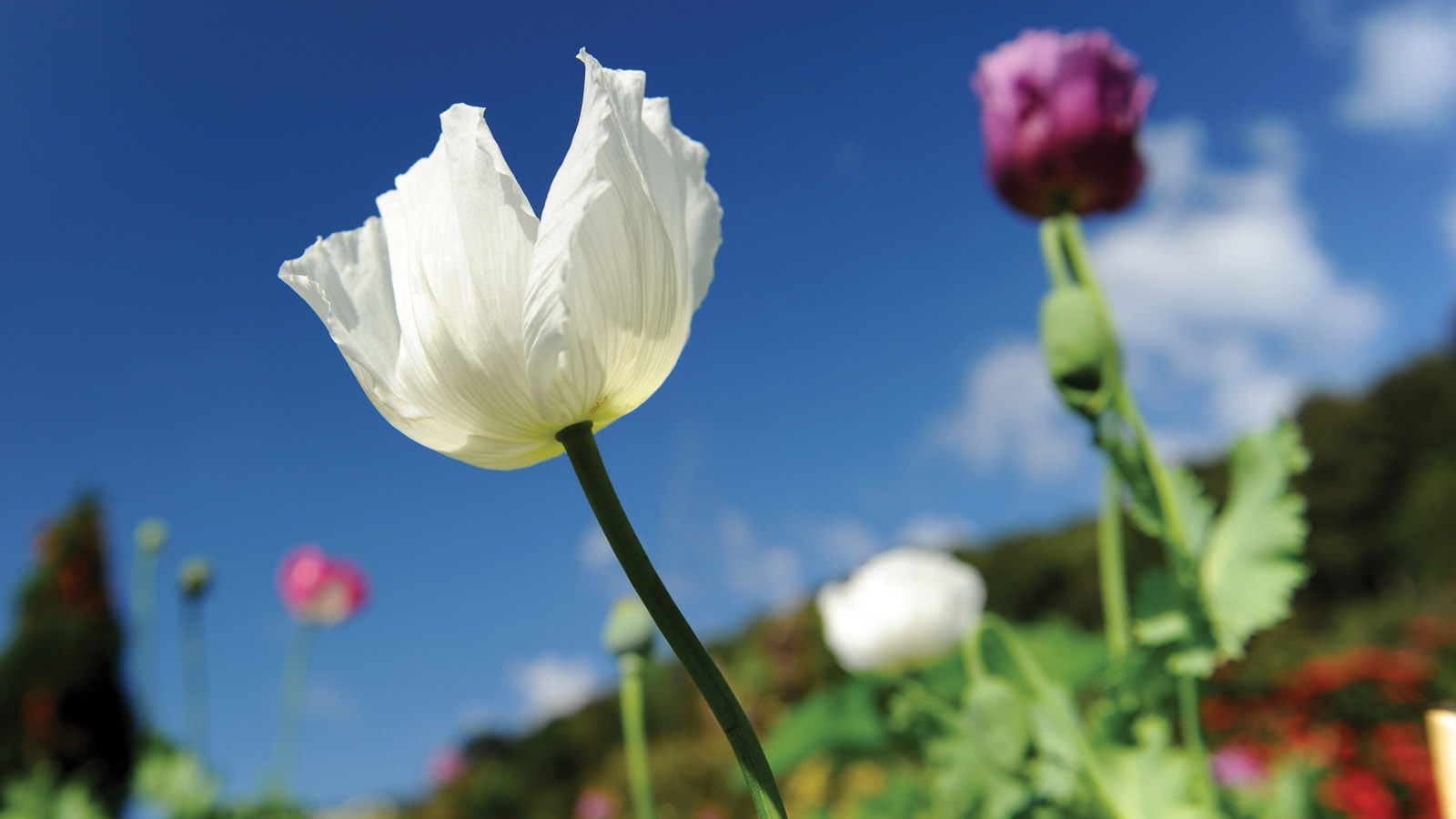 The Beautiful Legacy of the Golden Triangle