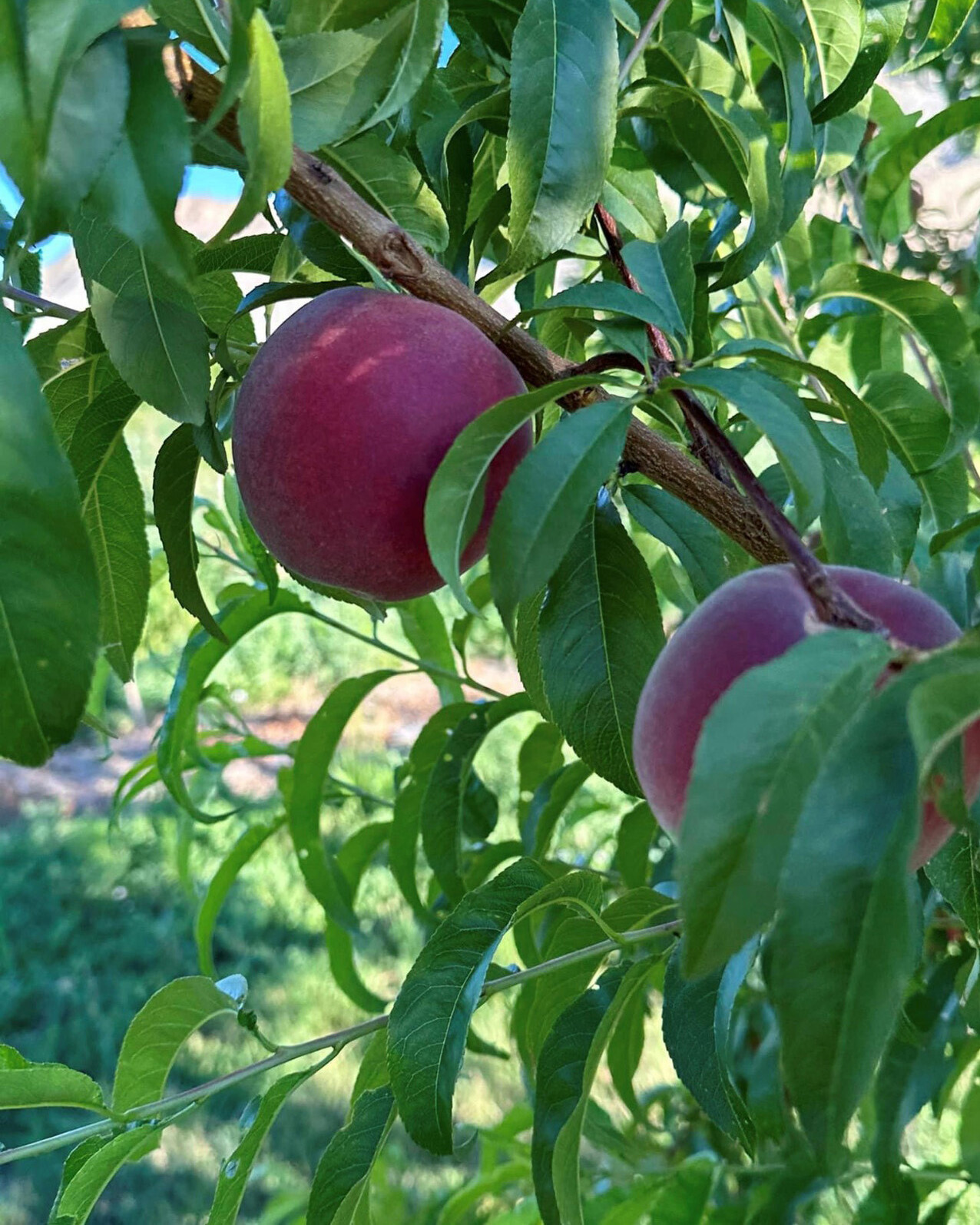 Four Seasons Hotel Denver Partners with Peach Haus to Deliver Fresh