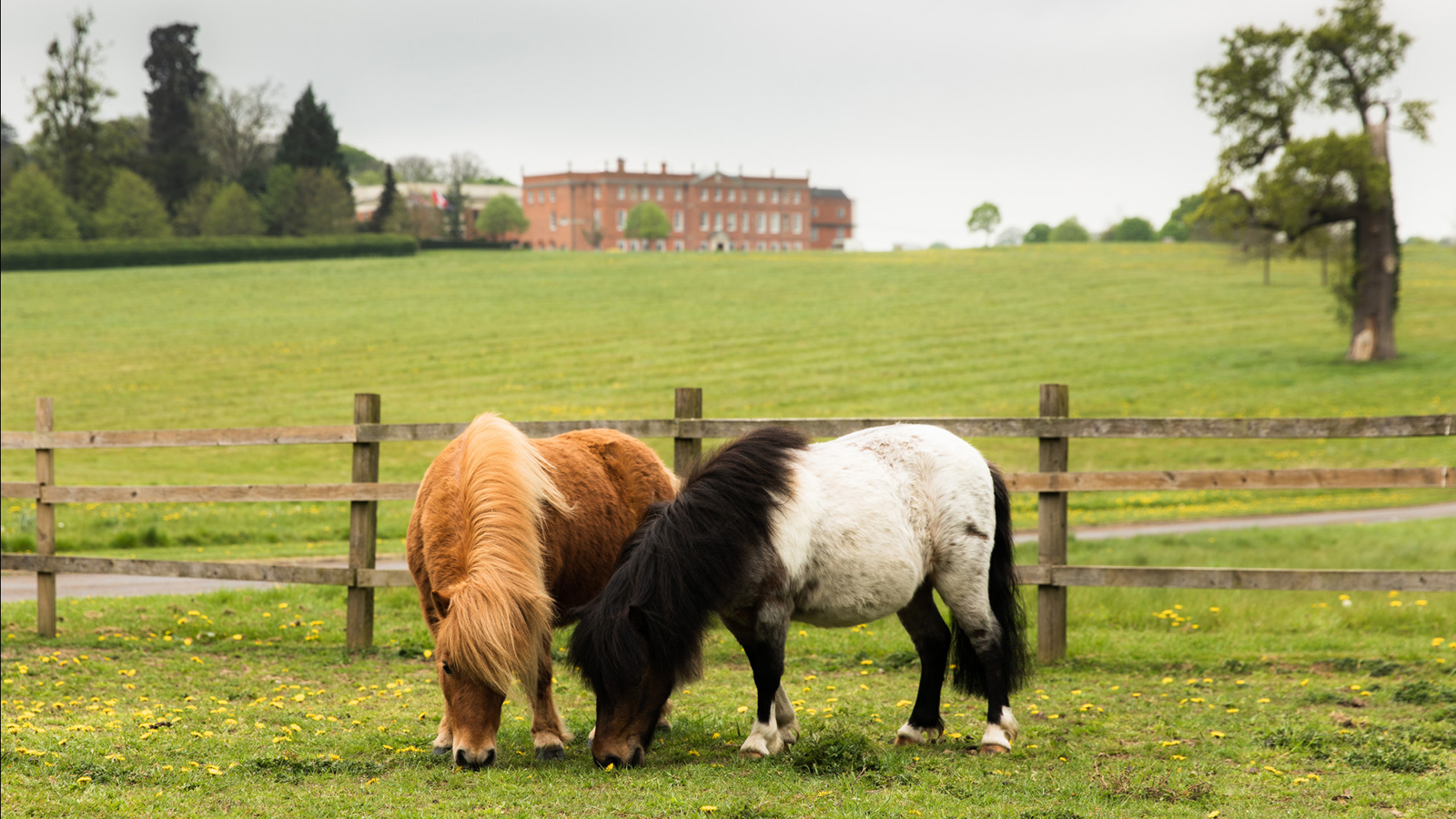 Pet Friendly Stays at Four Seasons Hotel Hampshire