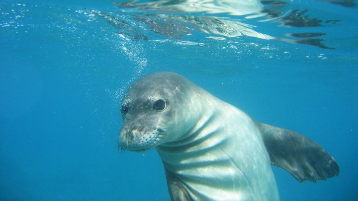 saving the hawaiian monk seal