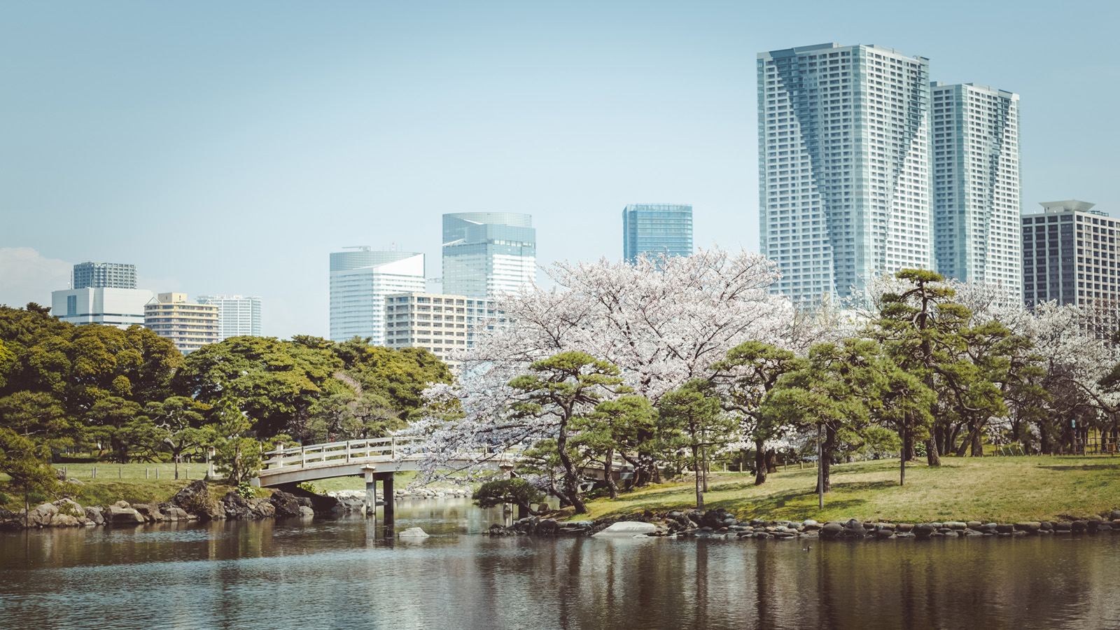 Follow the Cherry Blossom Trail: Tokyo's 10 Best Sakura Viewing Spots