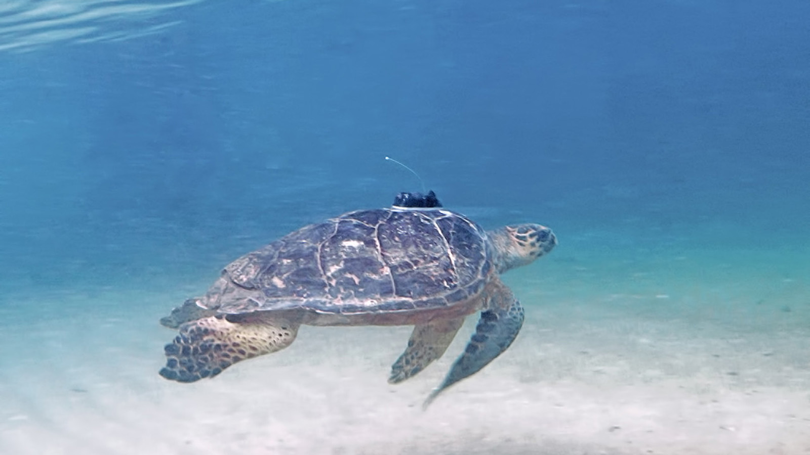 15 Years of Conservation: Four Seasons Resort Nevis and the Sea Turtle  Conservancy