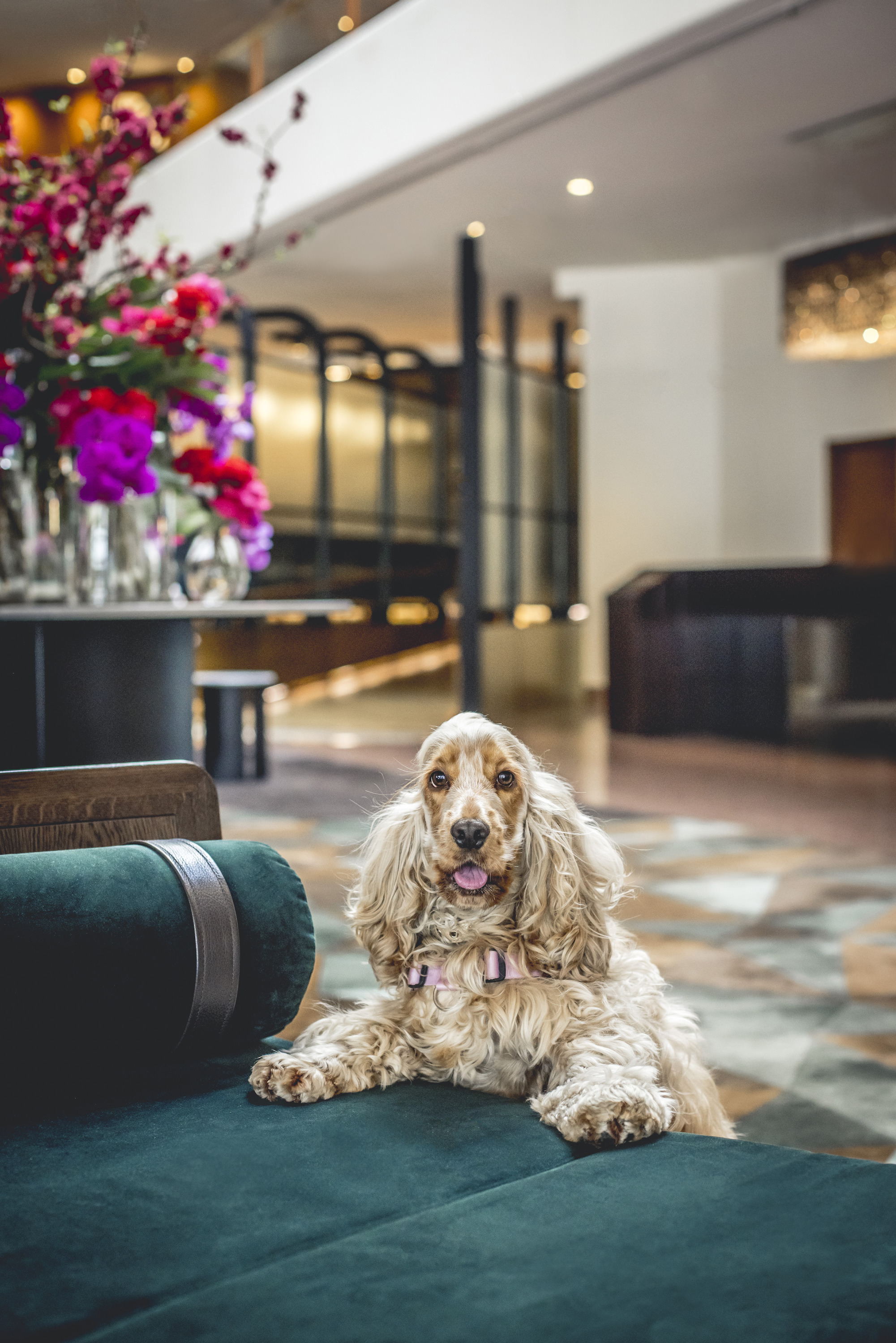 A Posh PetFriendly Stay Awaits at Four Seasons Hotel Sydney