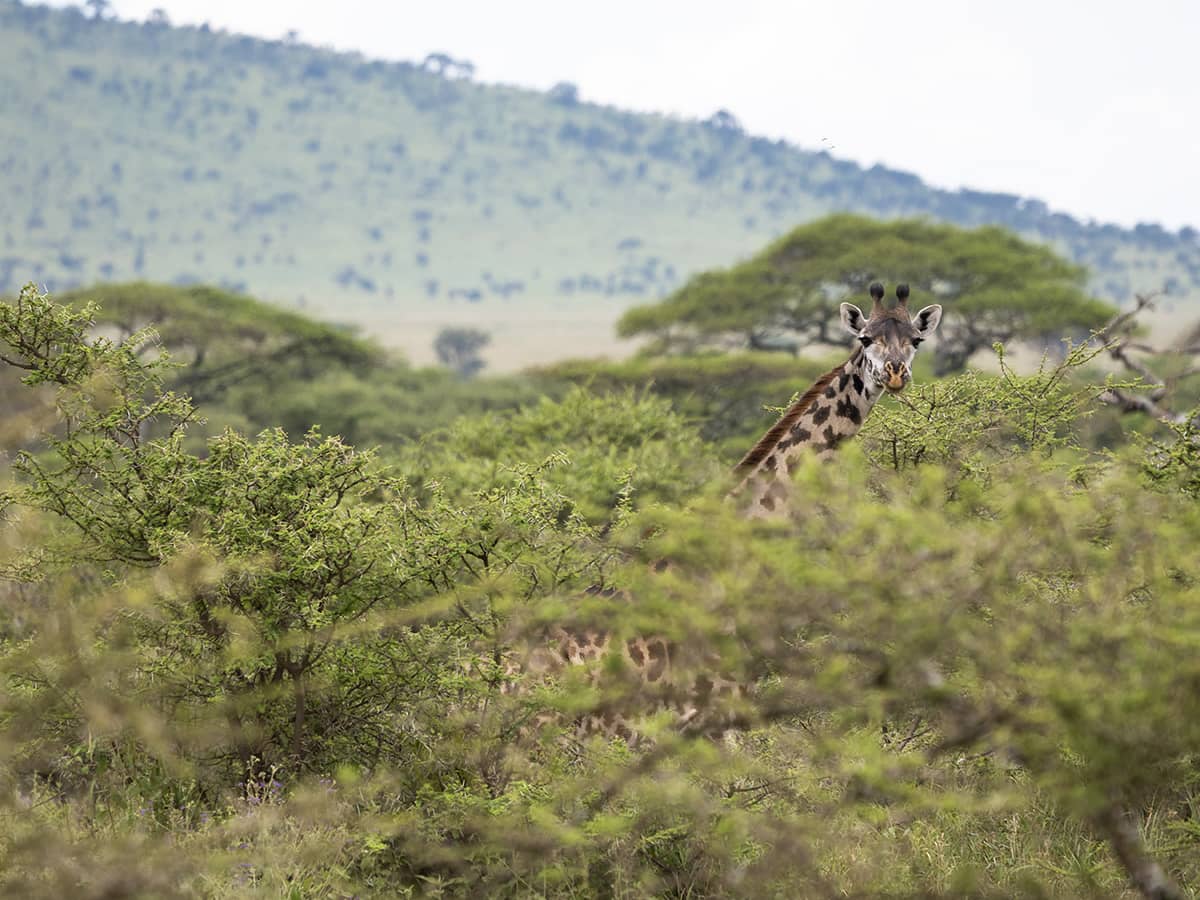 “I’m in awe of the wildlife we saw in the Serengeti.”