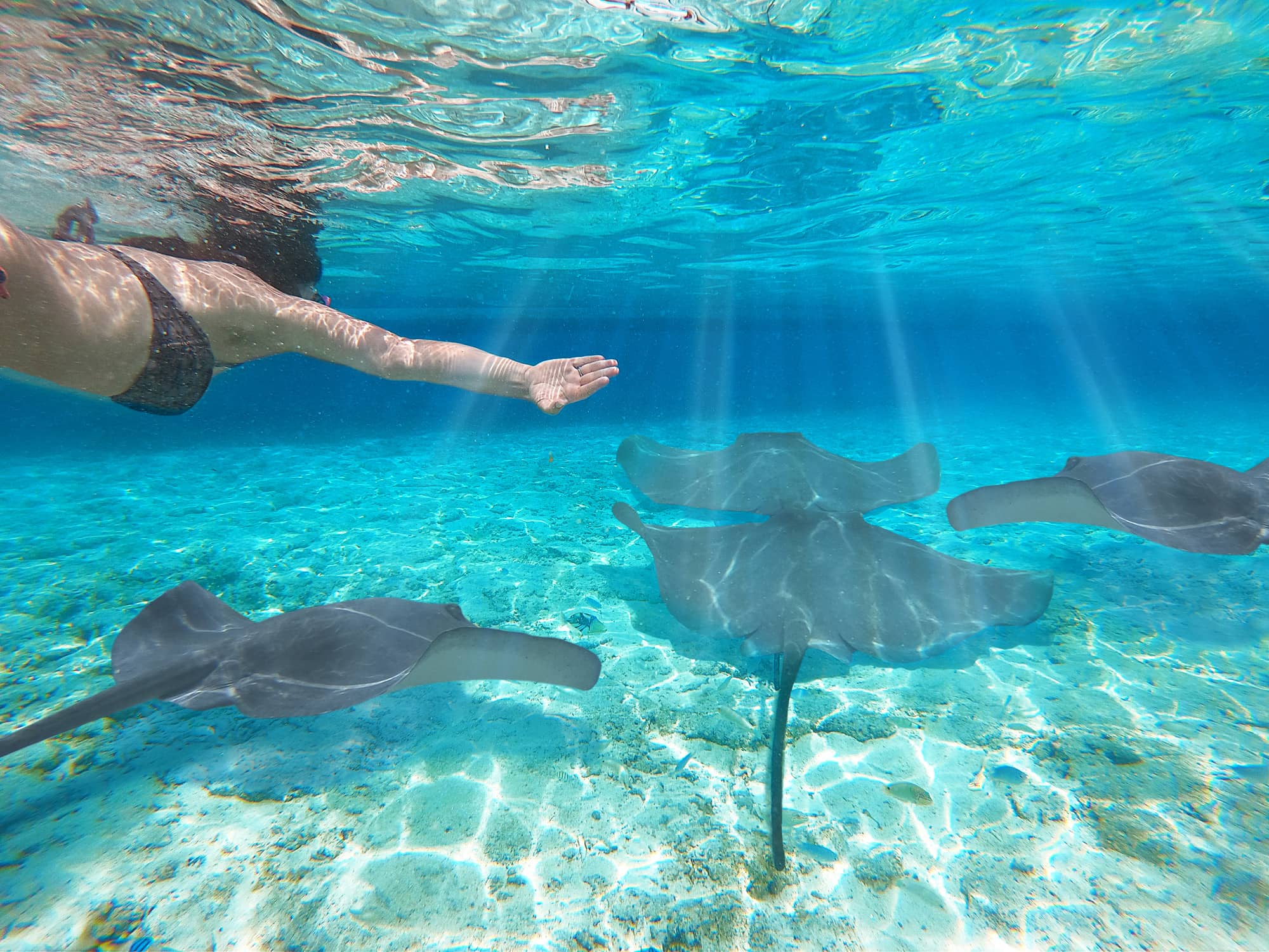  Encounter graceful rays and sharks up close  