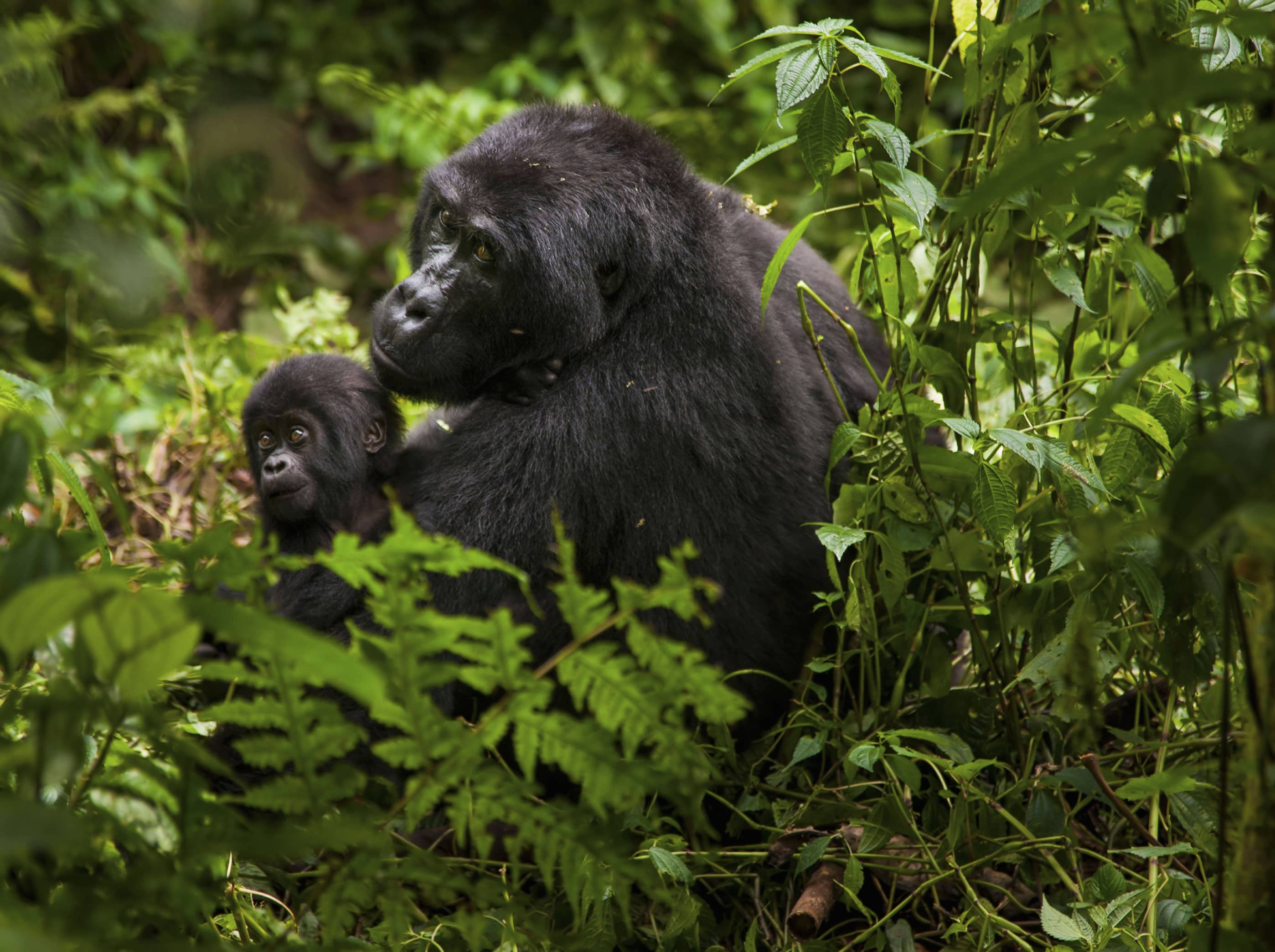  Observe elusive mountain gorillas up close in Rwanda.  