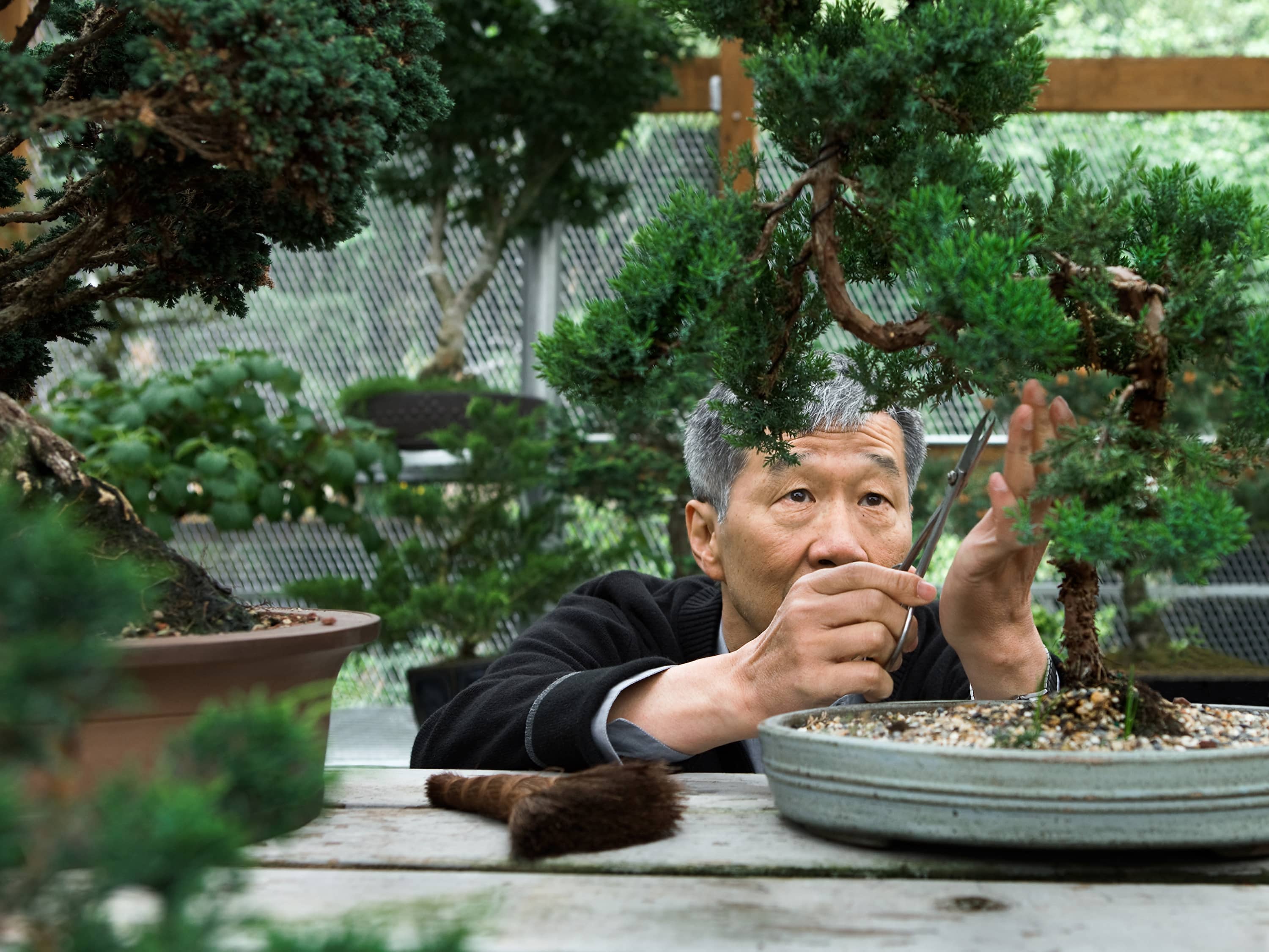  Take a Bonsai-styling class  
