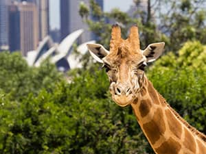 Sydney Taronga Zoo 