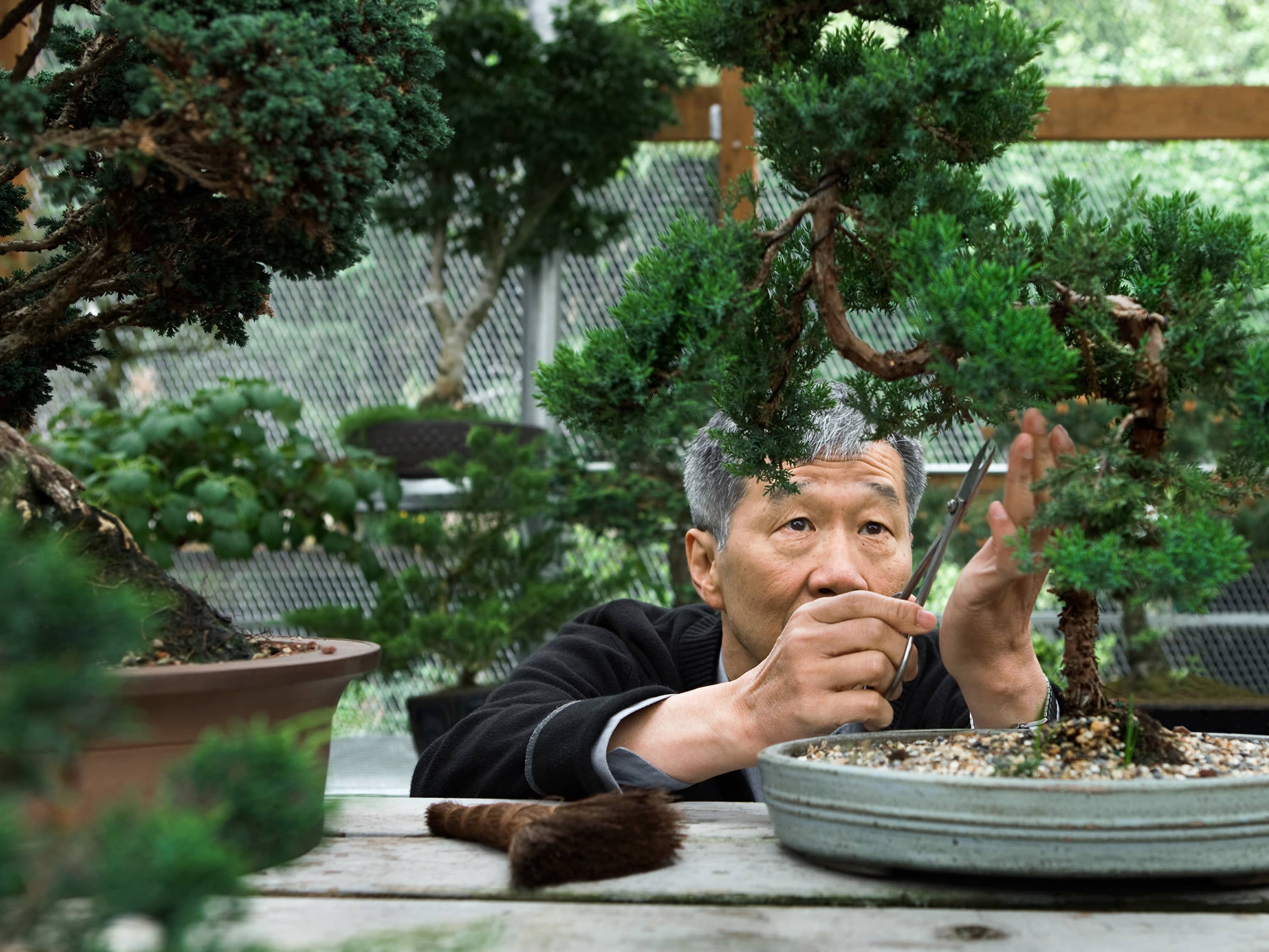  TAKE A BONSAI-STYLING CLASS  