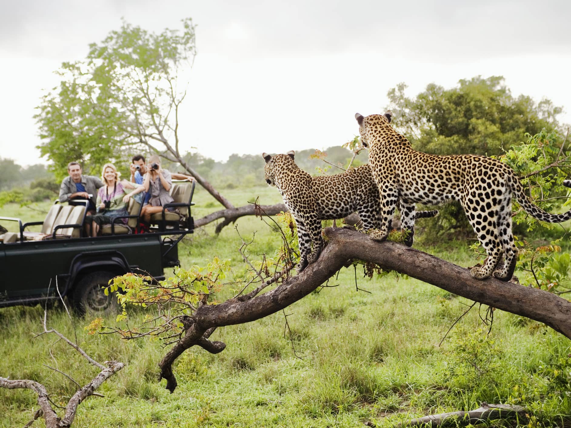  OPT FOR A CLASSIC SAFARI EXPERIENCE  