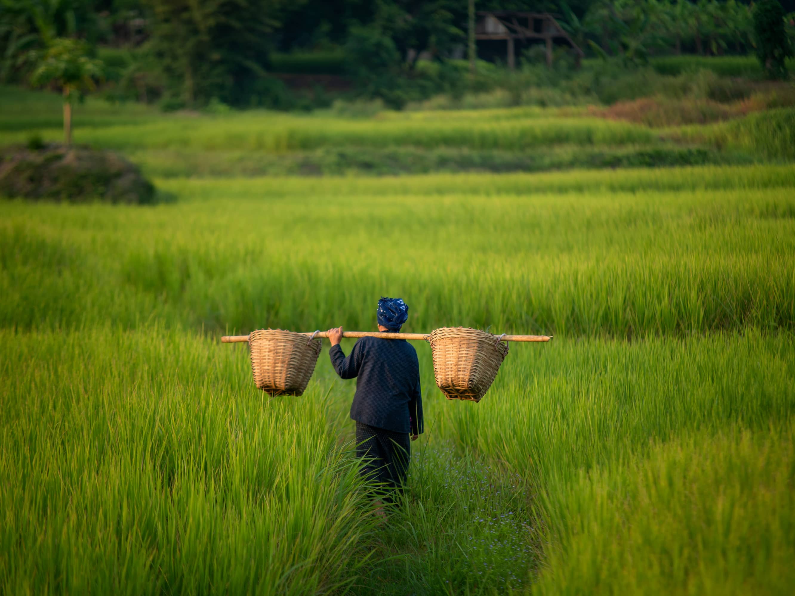 EXPLORE THE HOI AN COUNTRYSIDE  