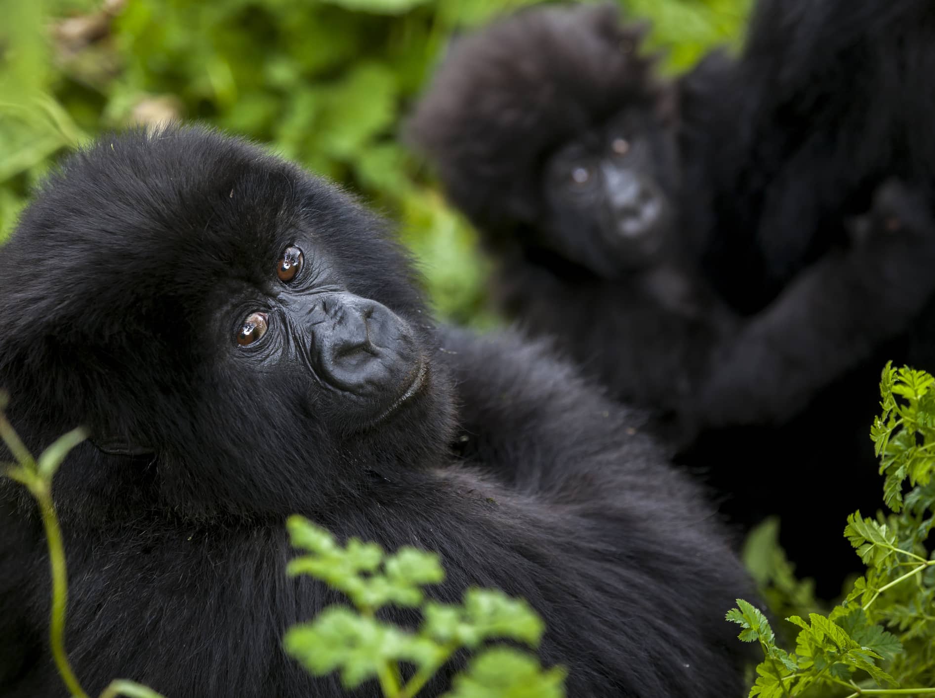  Observe elusive mountain gorillas up close in Rwanda.  