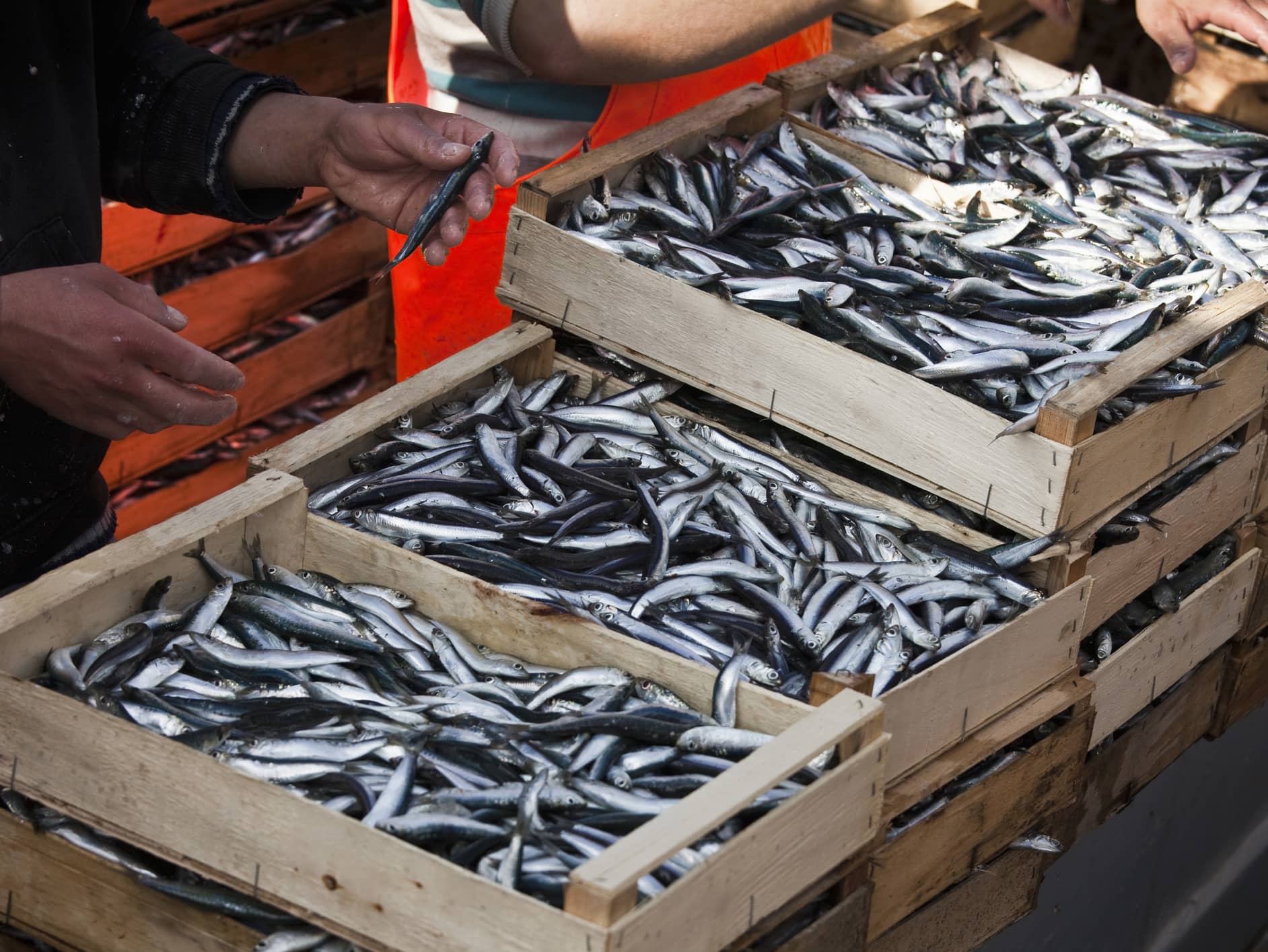  VISIT CATANIA’S FAMED FISH MARKET  