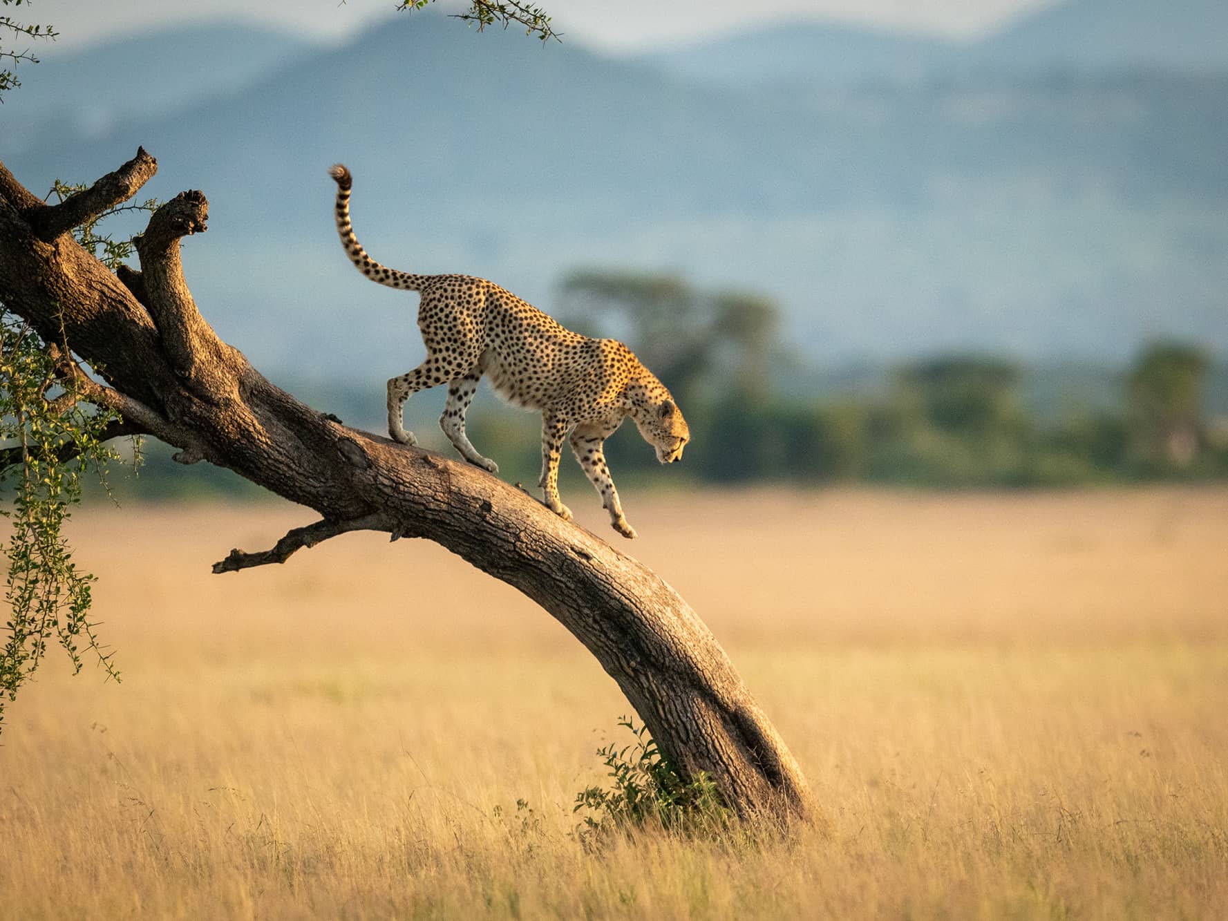 African Wonders 2025  