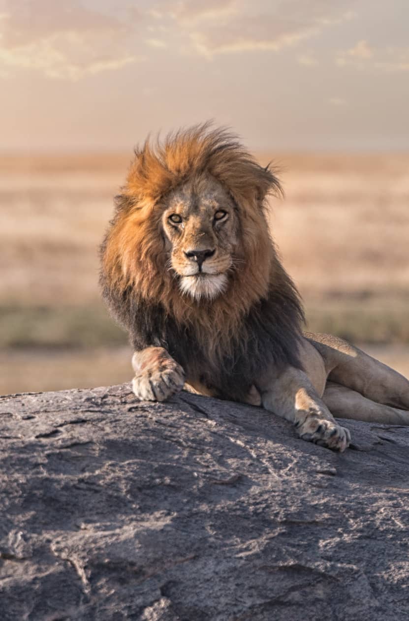 Four Seasons Lodge Serengeti 