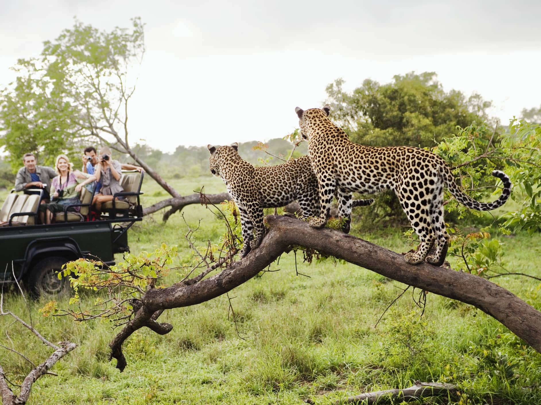  African Wonders 2024  