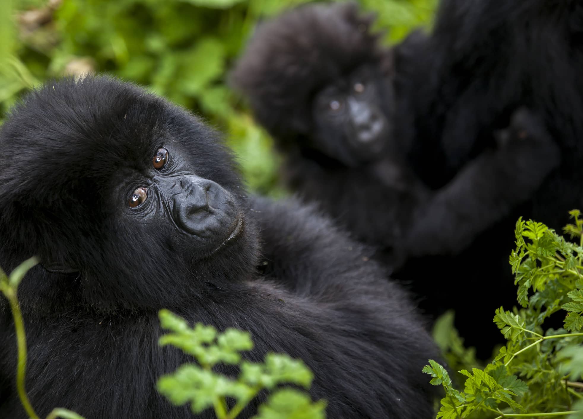  Observe elusive mountain gorillas up close in Rwanda.  