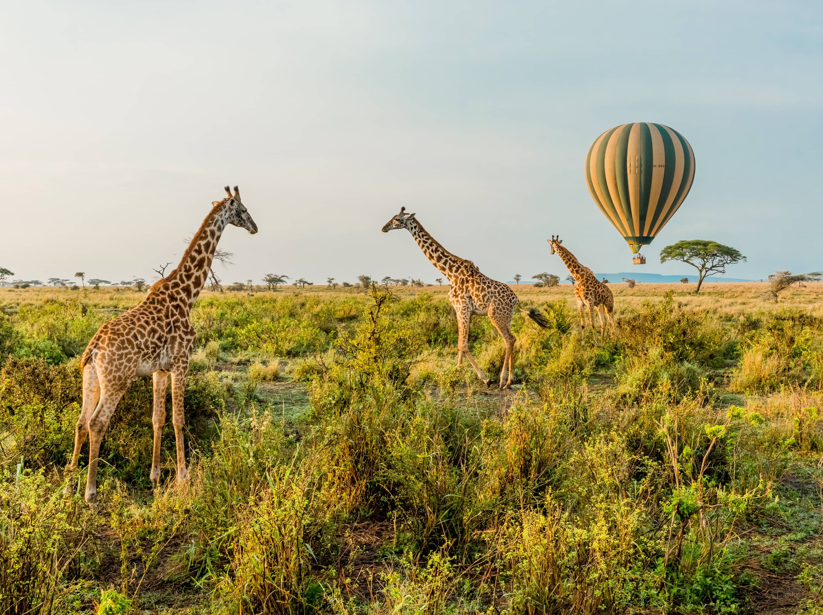  Soar above the Serengeti in a hot air balloon.  