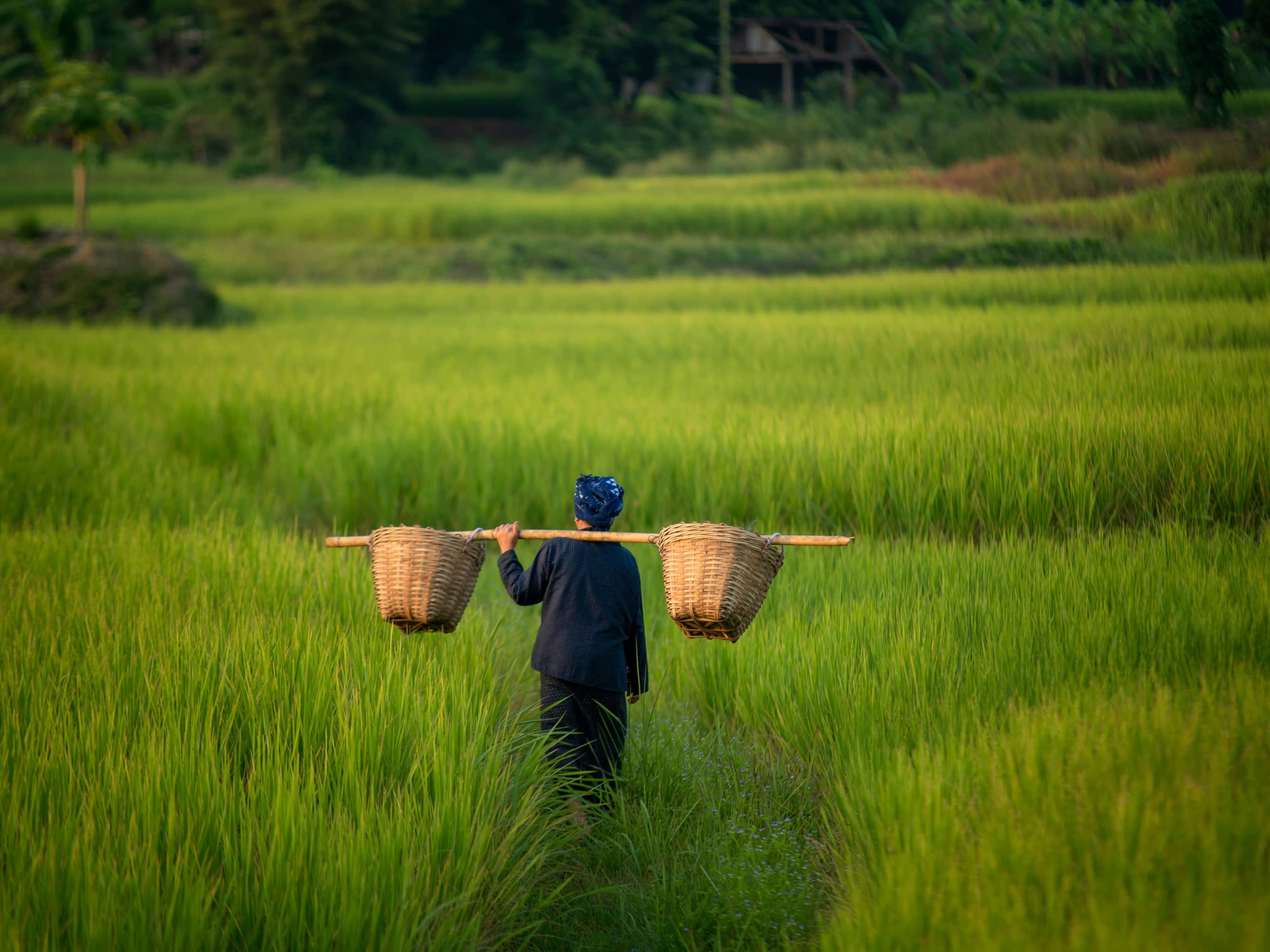 Explore the Hoi An countryside  