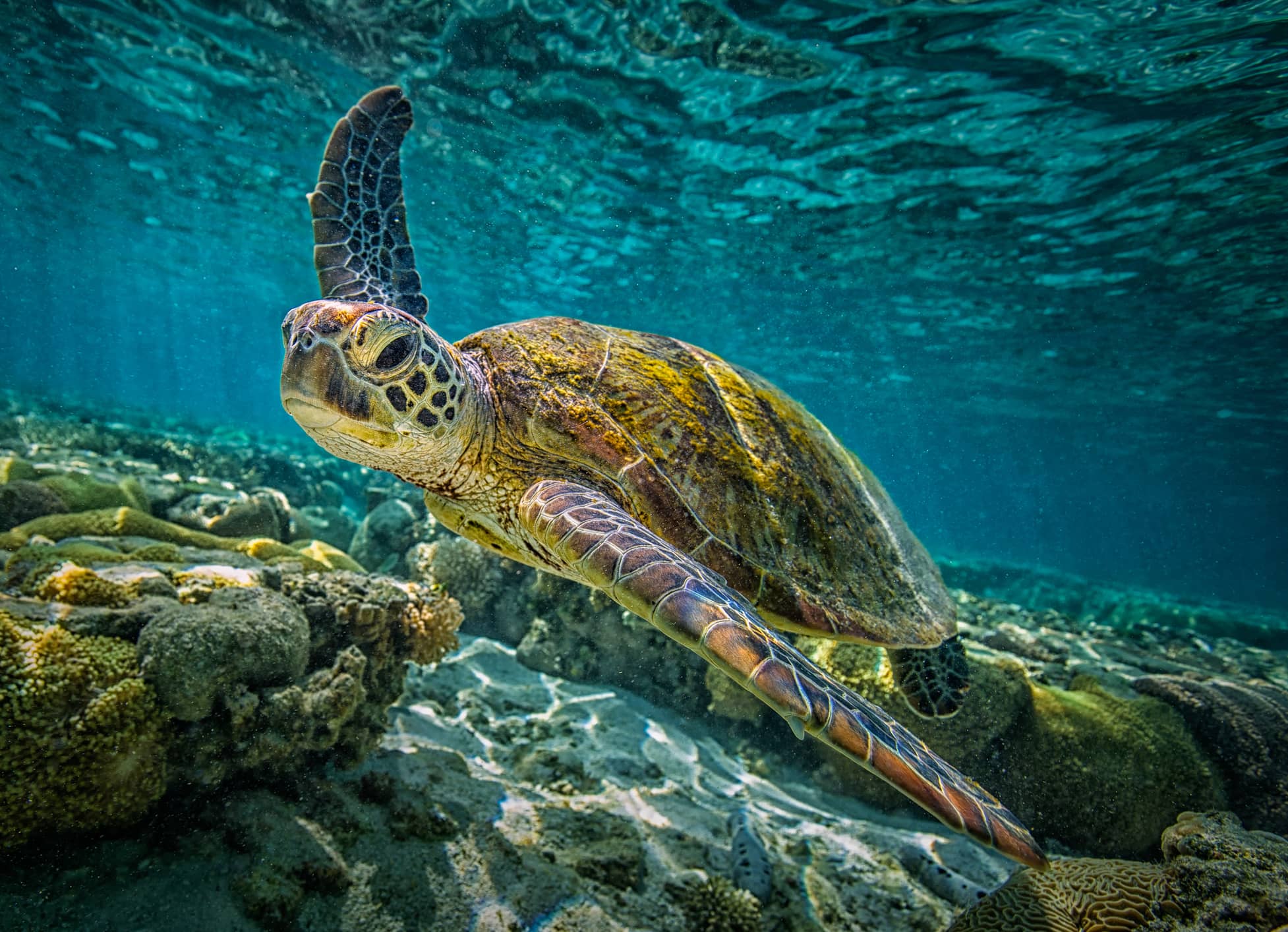  Encounter the splendours of the Great Barrier Reef  