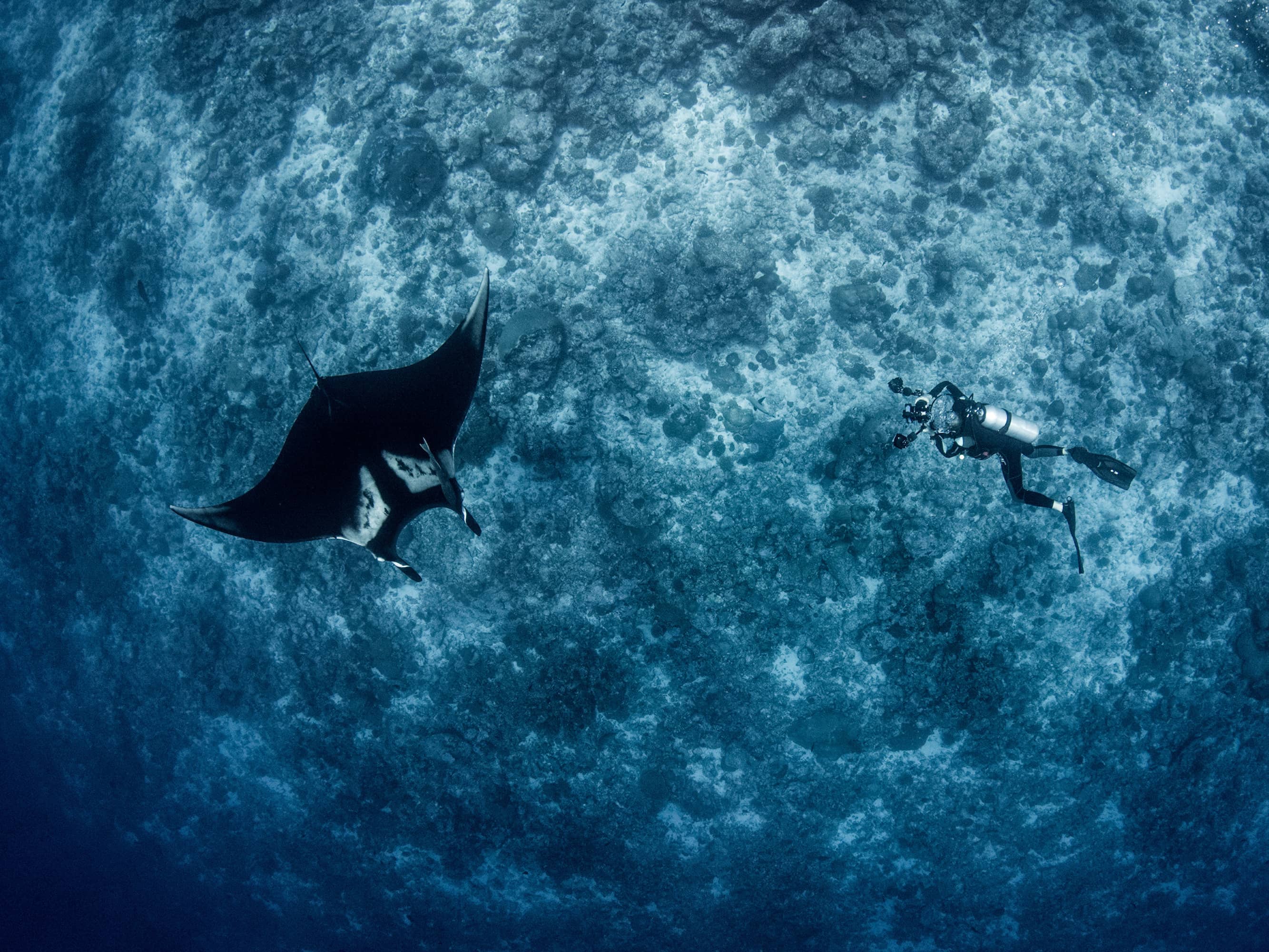  Swim with the manta rays  