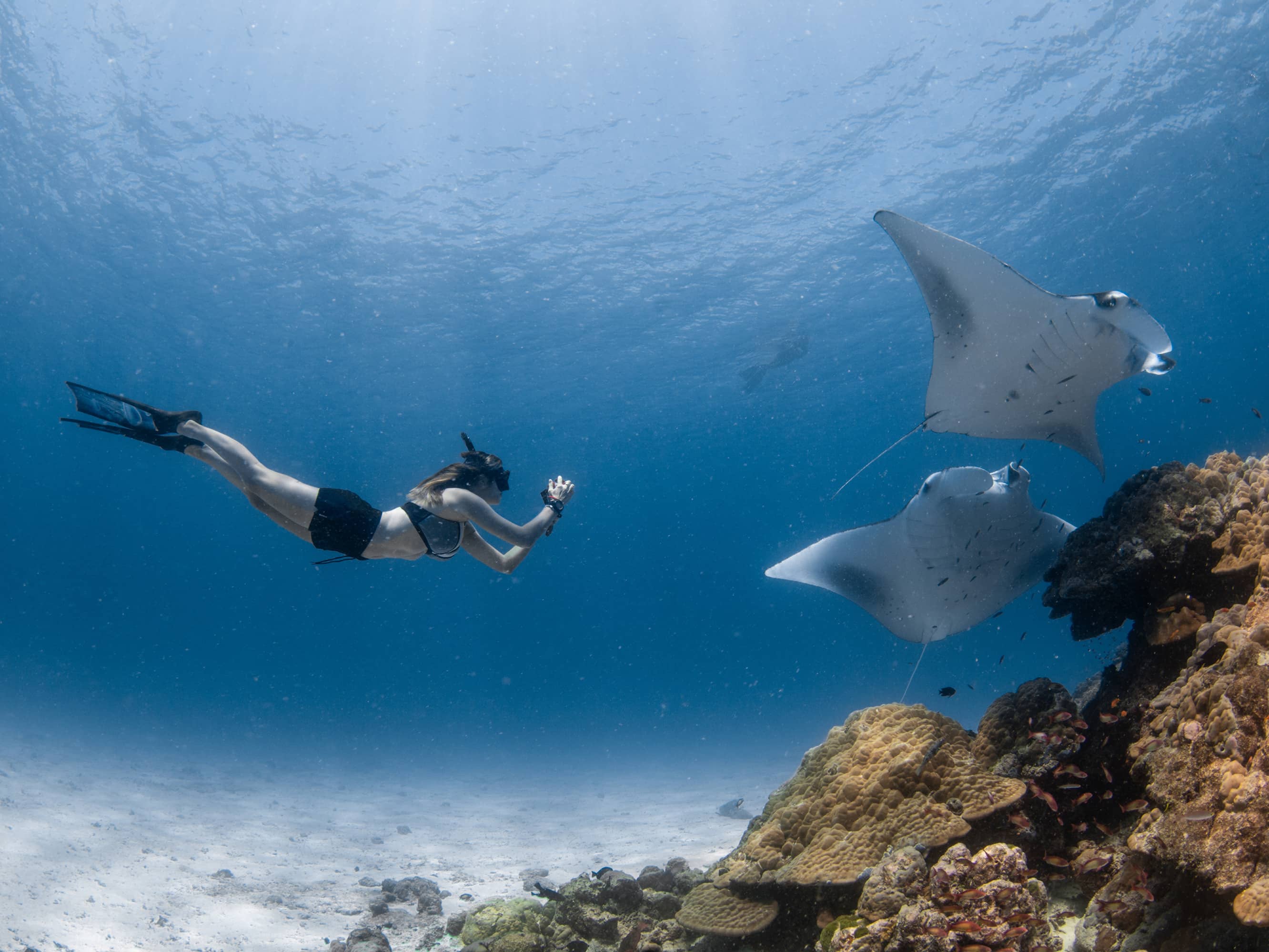  SNORKEL IN THE CORAL REEF  