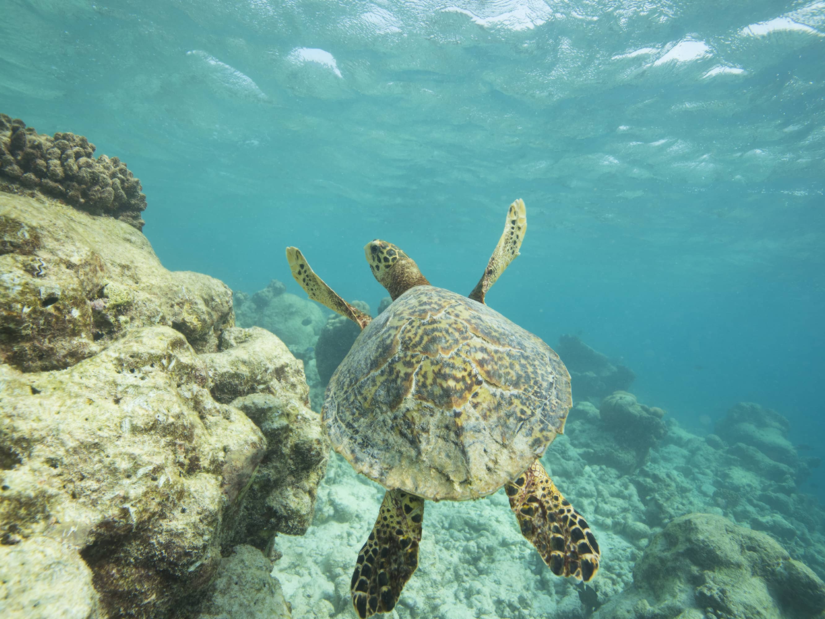  Embark on a turtle safari  