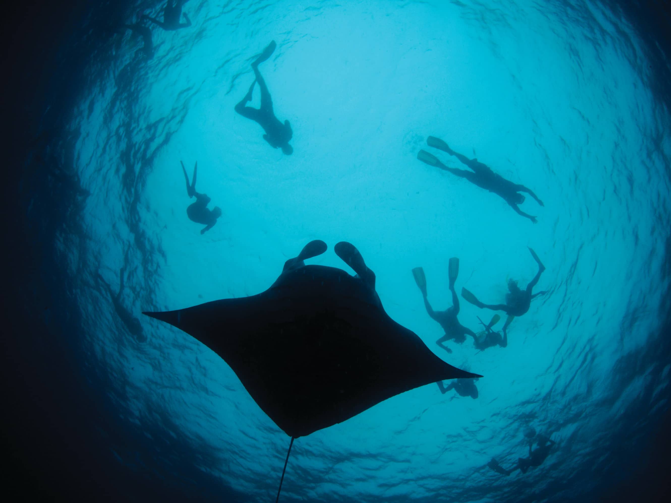  Encounter graceful rays and sharks up close  