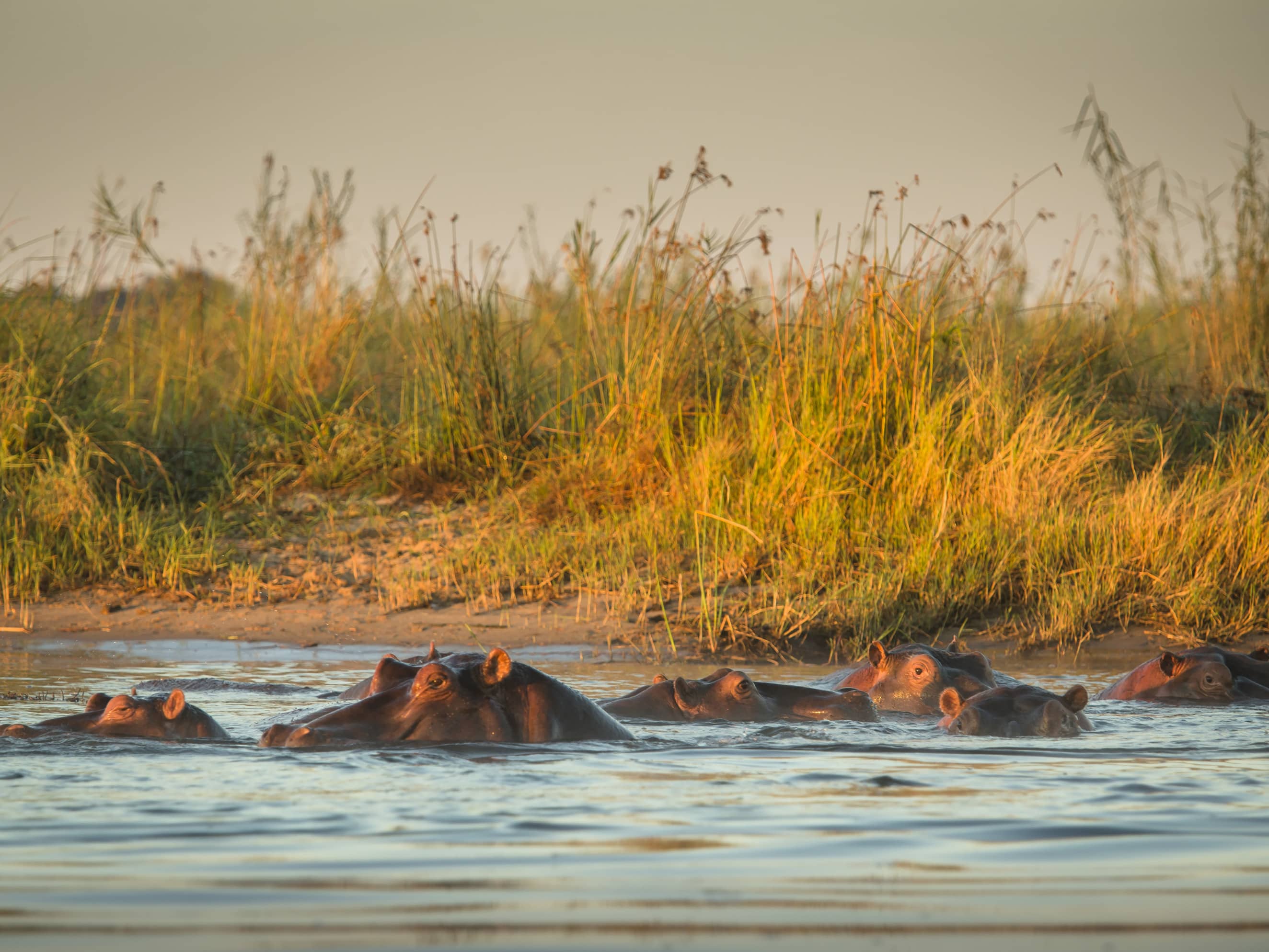  Marvel at the majesty of the Zambezi River  