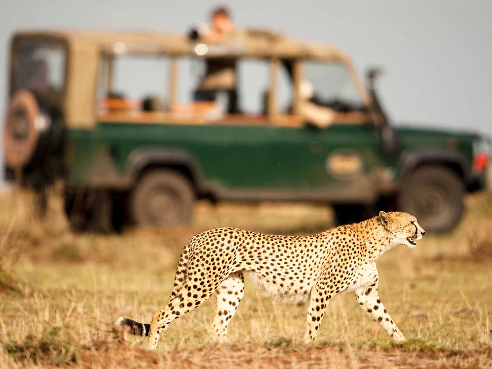  EXPLORE THE LION AND SAFARI PARK  