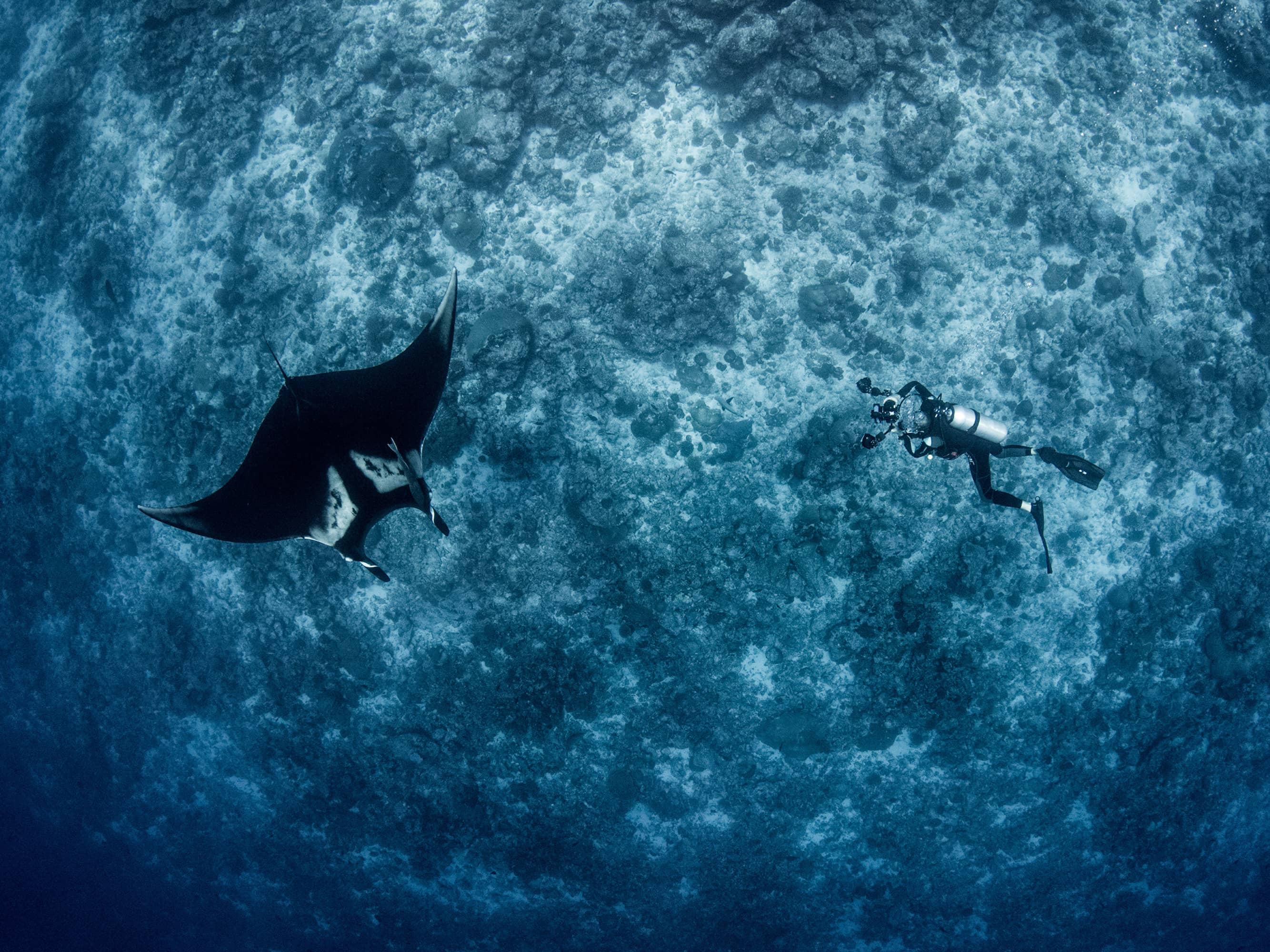  Encounter graceful rays and sharks up close  