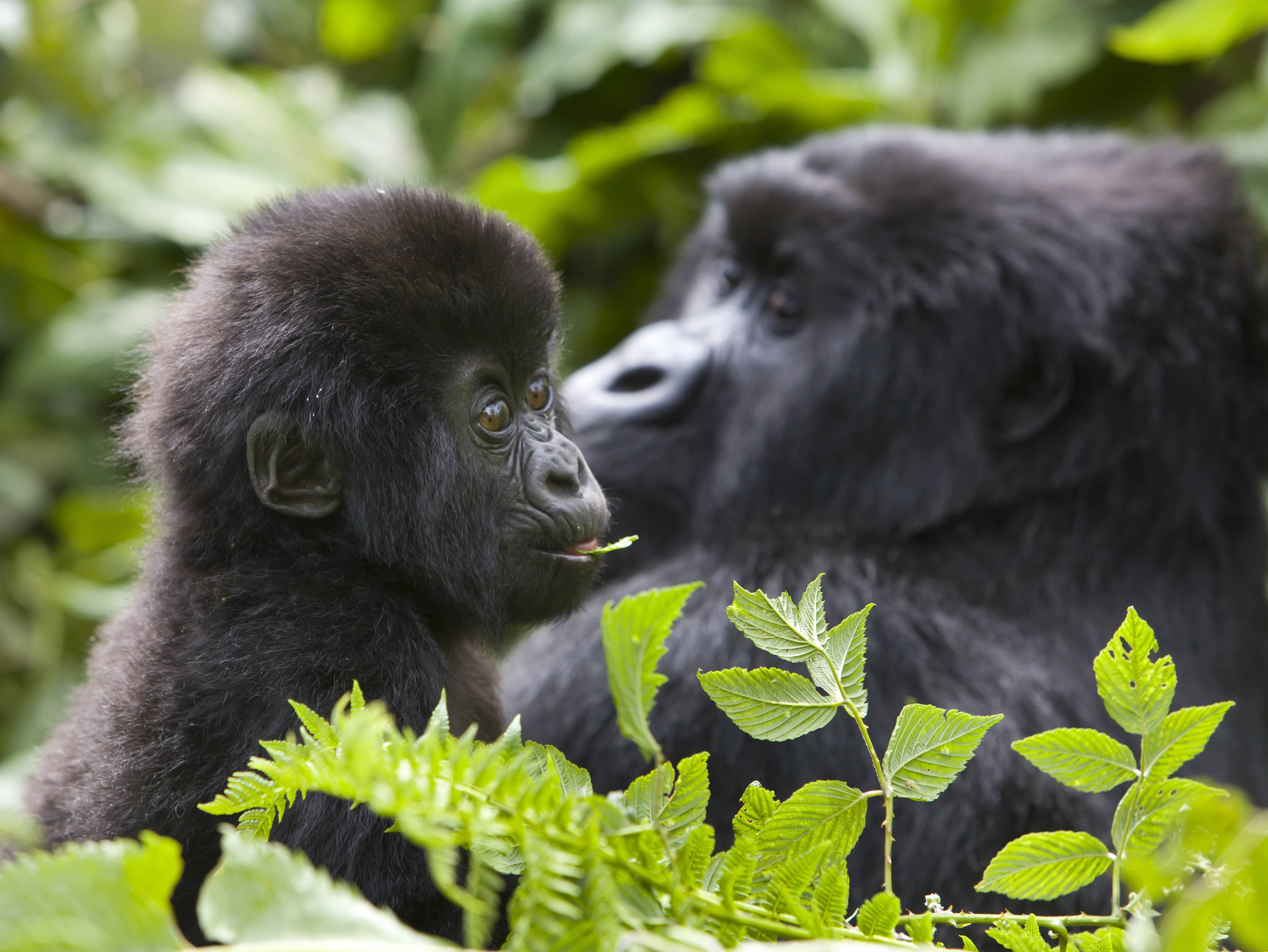 Gorilla doctors in Rwanda 