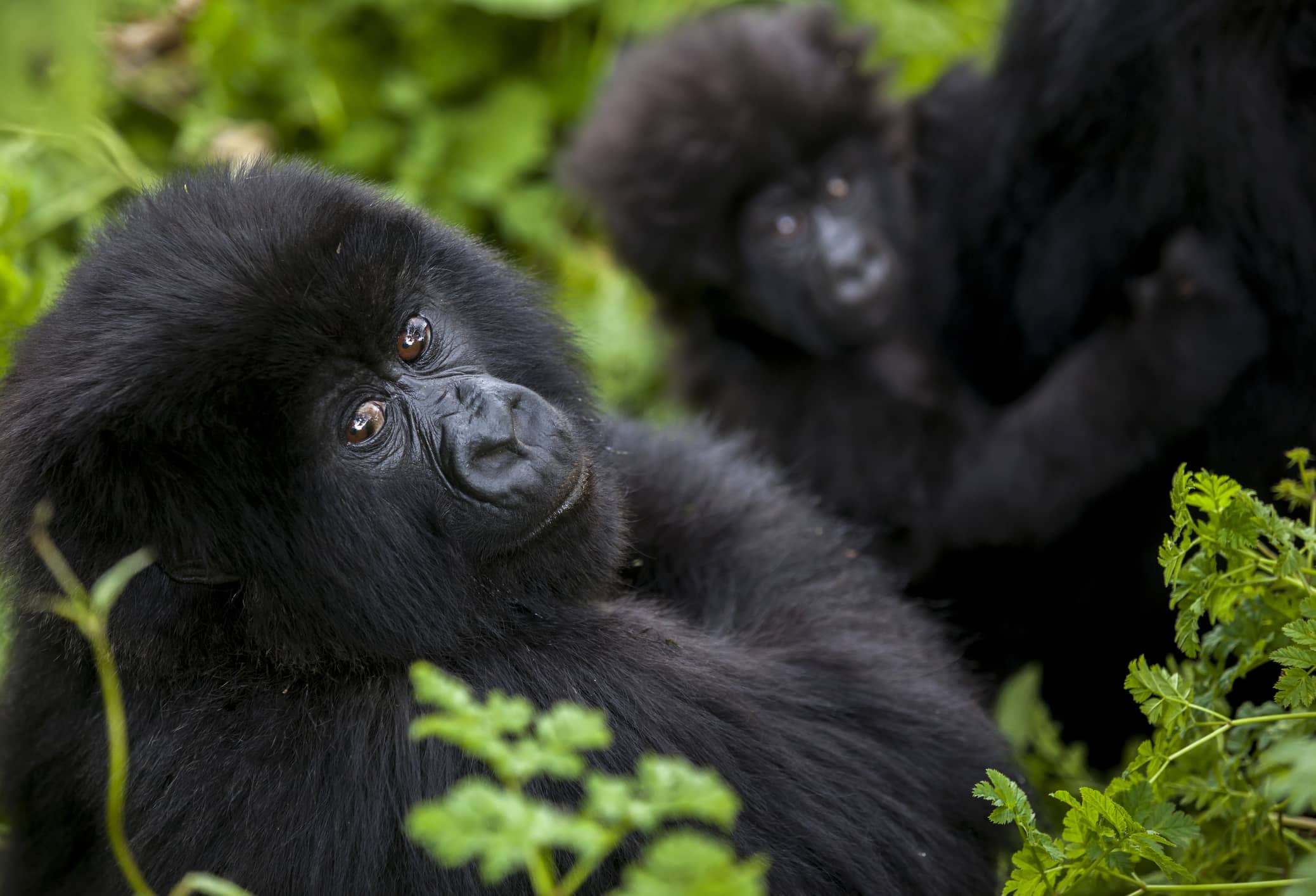  Observe elusive mountain gorillas up close in Rwanda.  