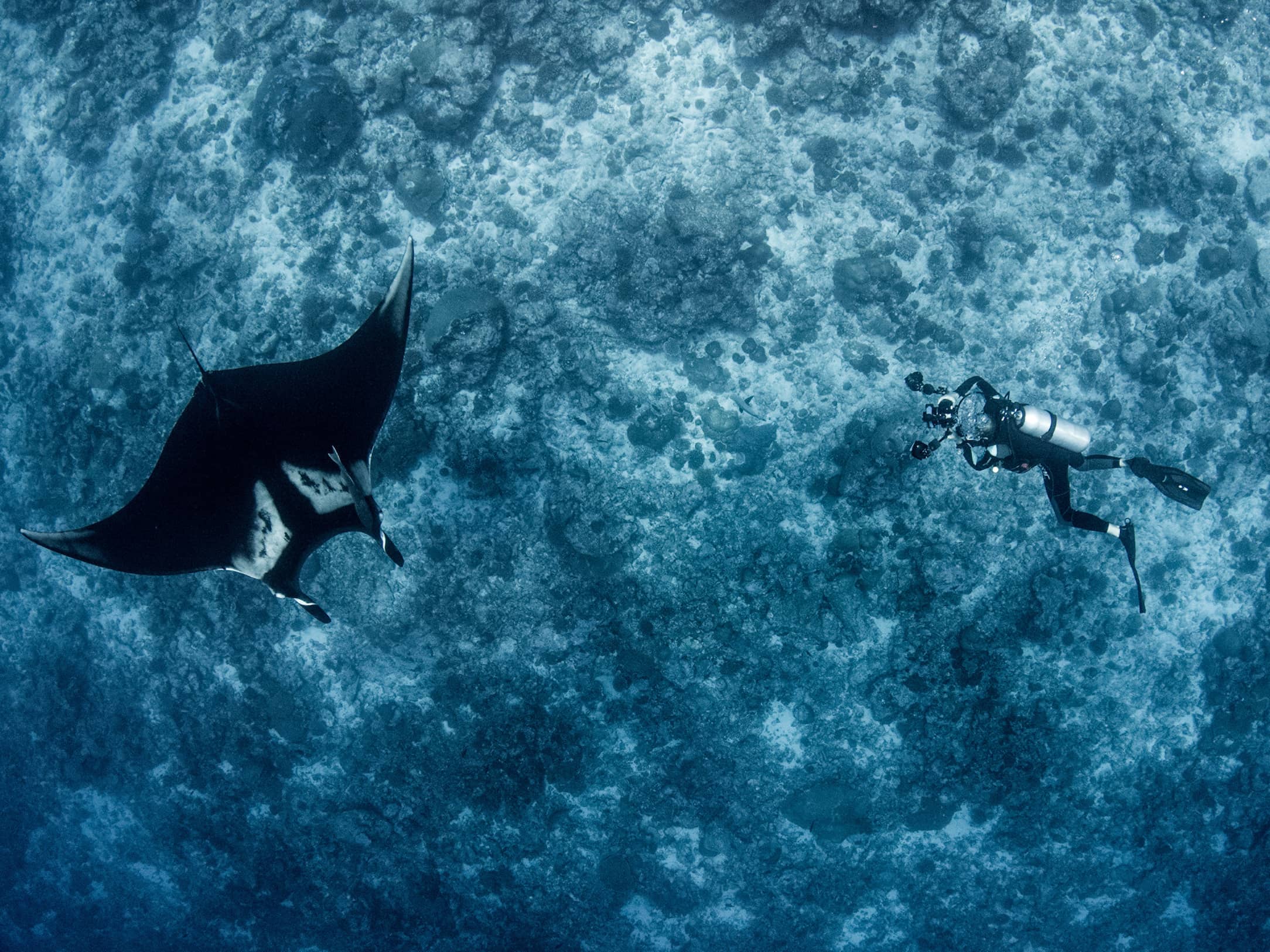  Swim with the rays  