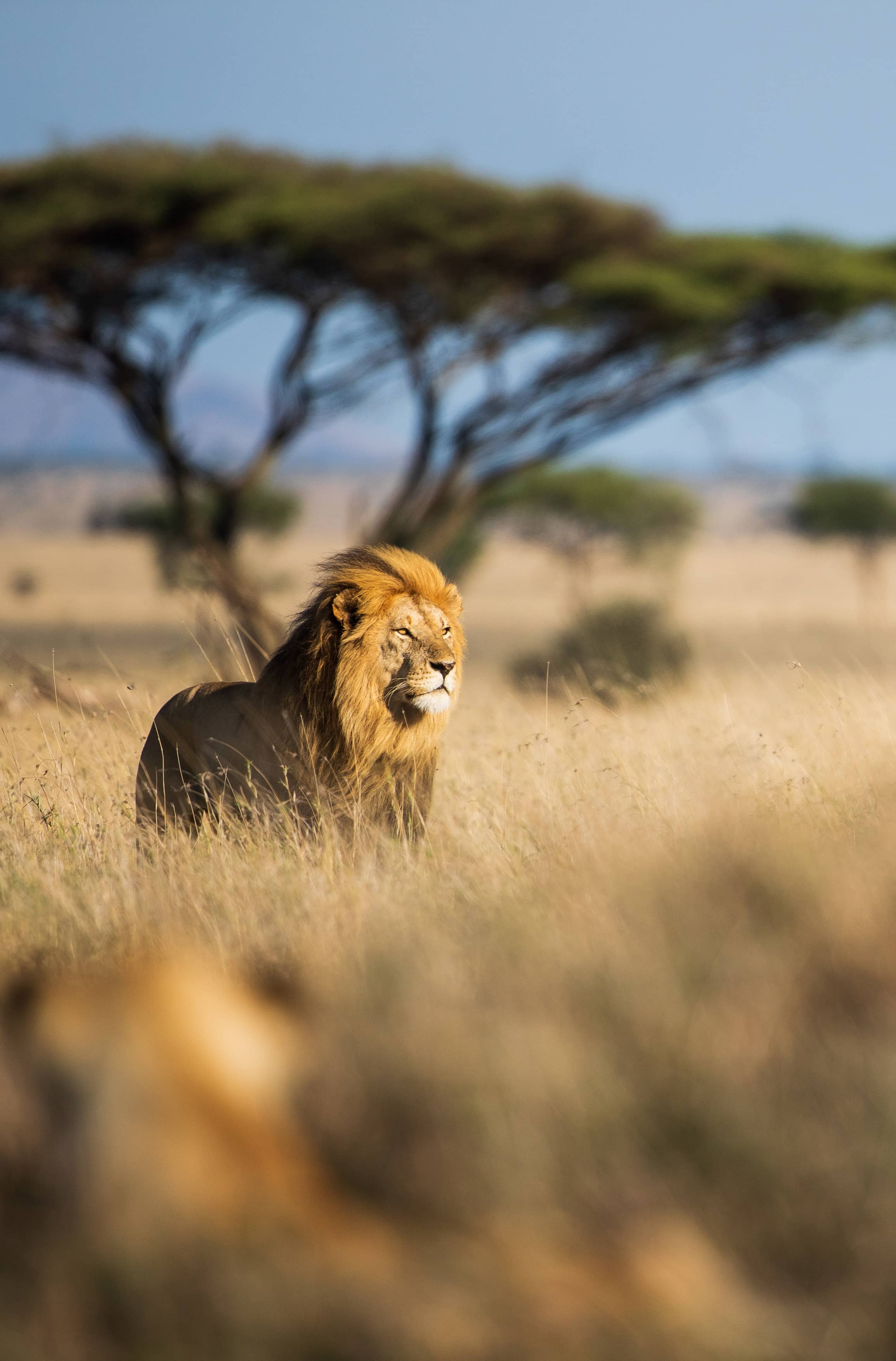 Four Seasons Lodge Serengeti 