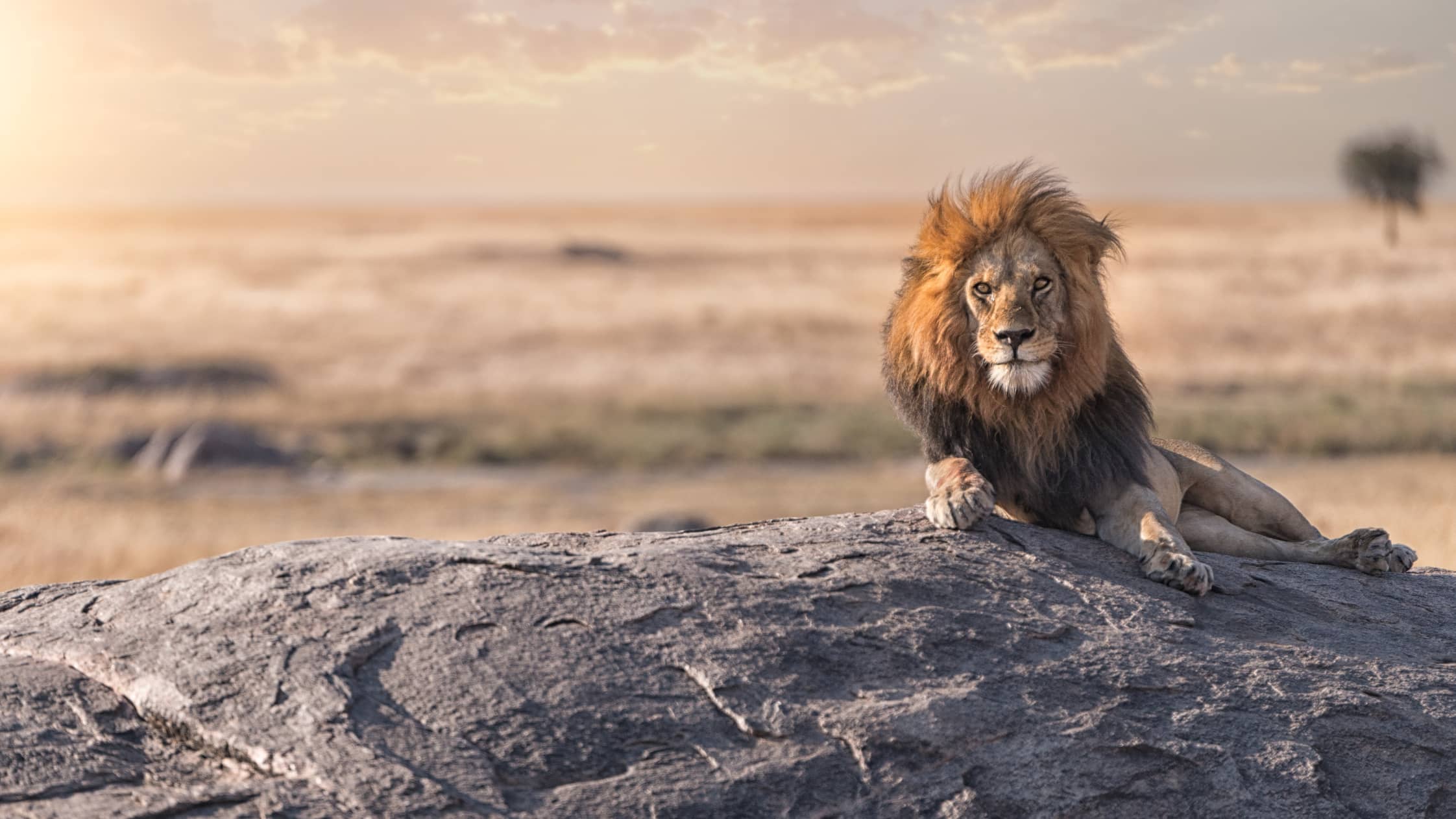 Lion laying on rock in the Serengeti 
