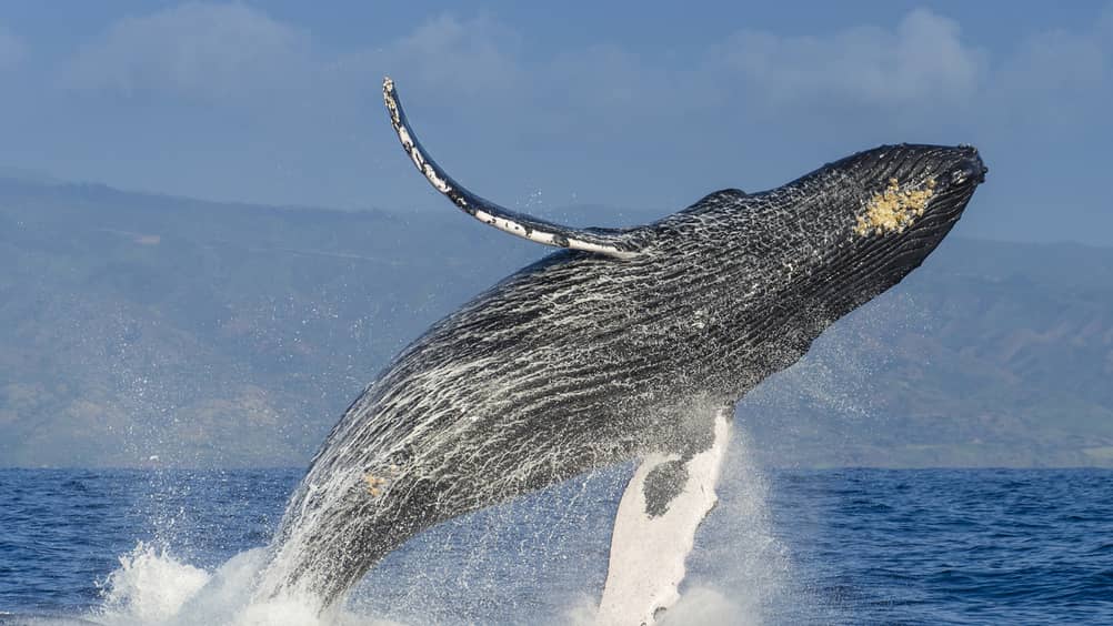 maui whale watching whale