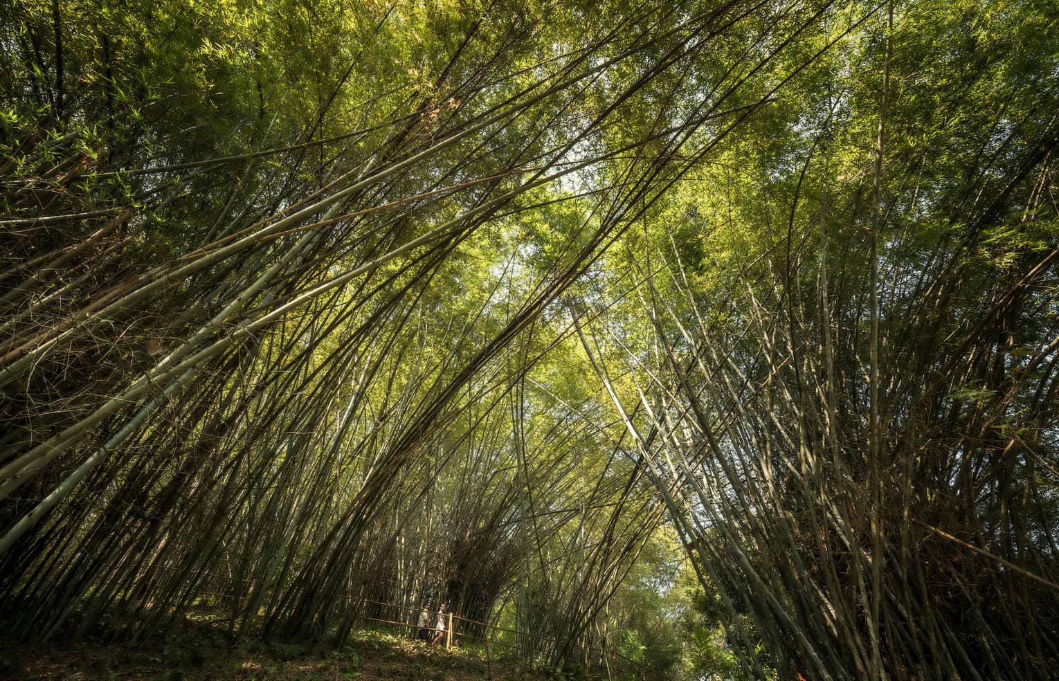 Two people walk under tall bamboo tree canopy in forest