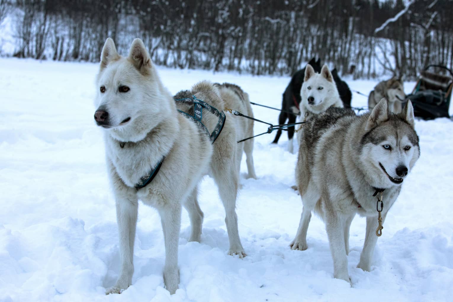 Pack of husky dogs in front of dog sled in snow