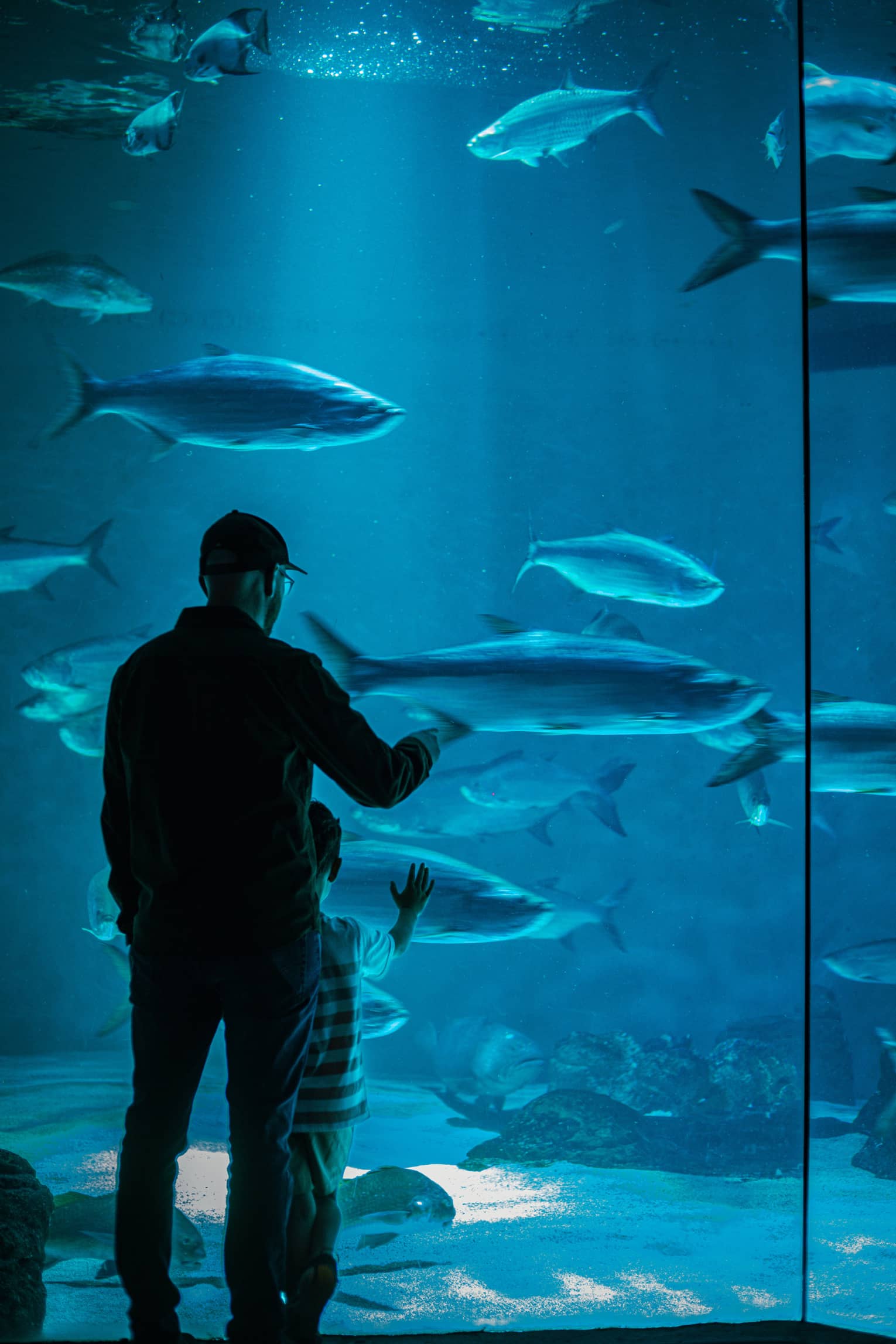 View from behind of an adult and child gazing at large fish in blue water through a floor-to-ceiling aquarium glass wall.