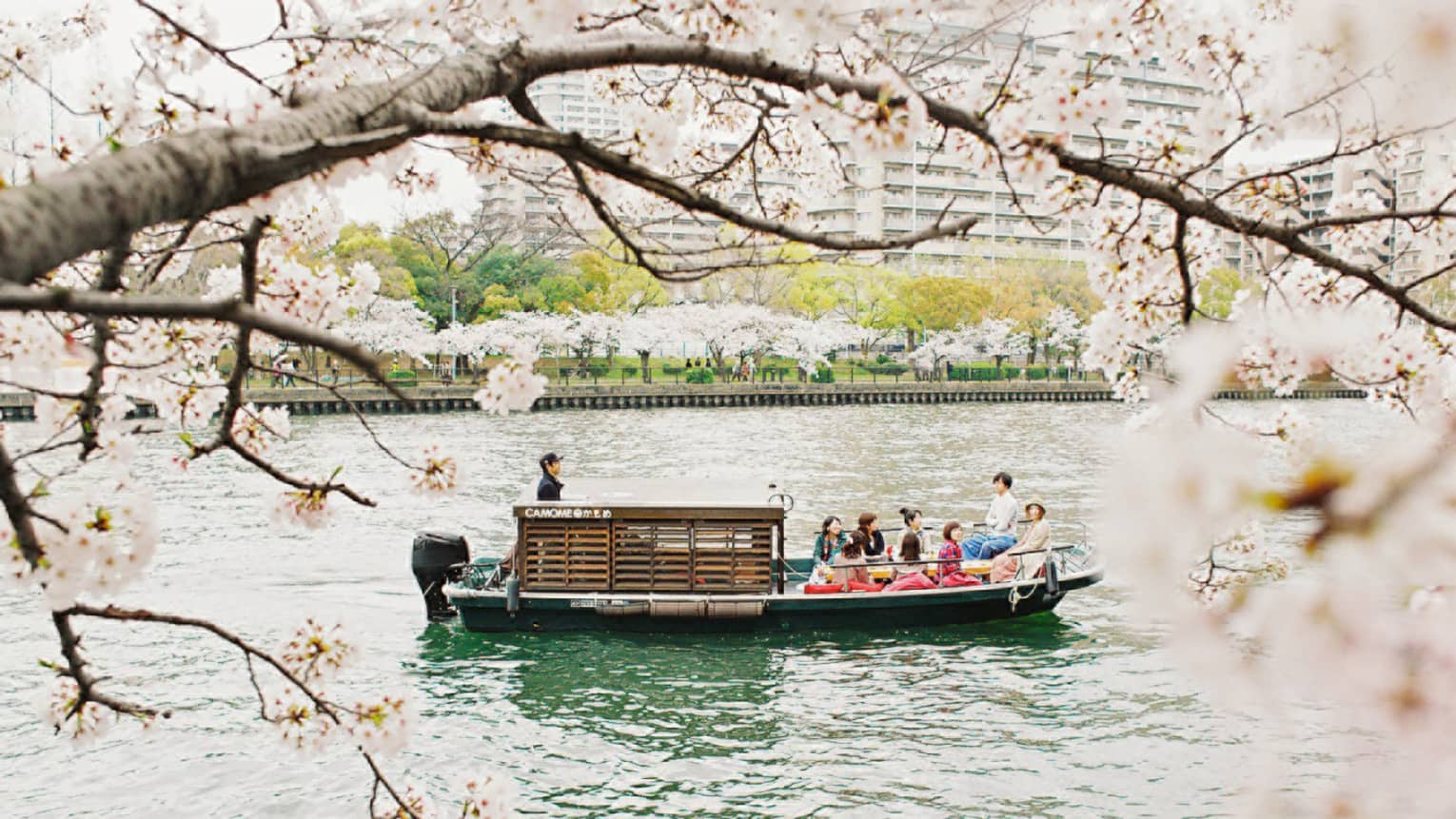 Framed by pink cherry blossoms, a ten-person tour boat with a tiny wooden cabin glides along a river flanked by trees.