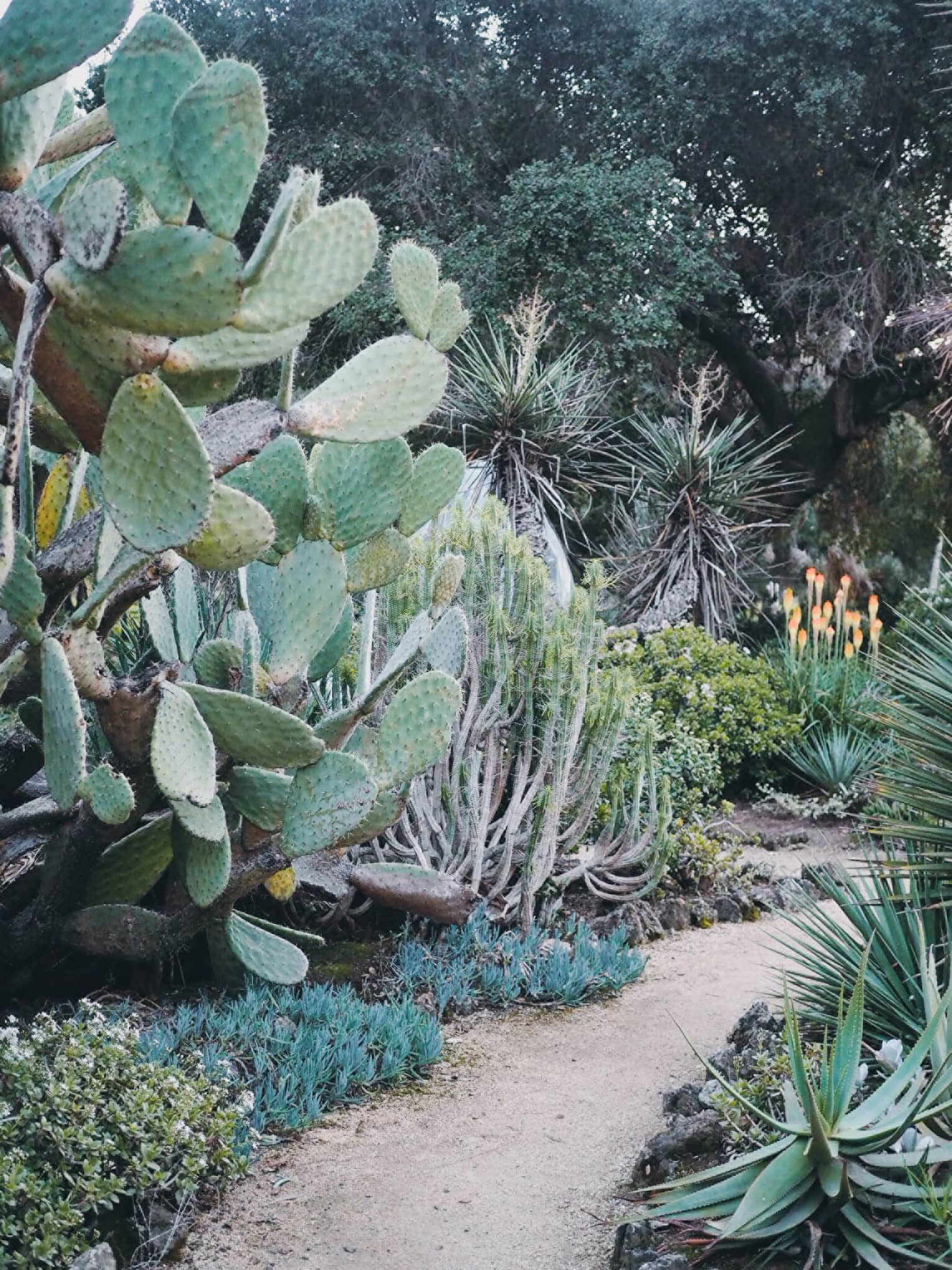 Succulents and cacti line a dirt path in the Arizona Cactus Garden.