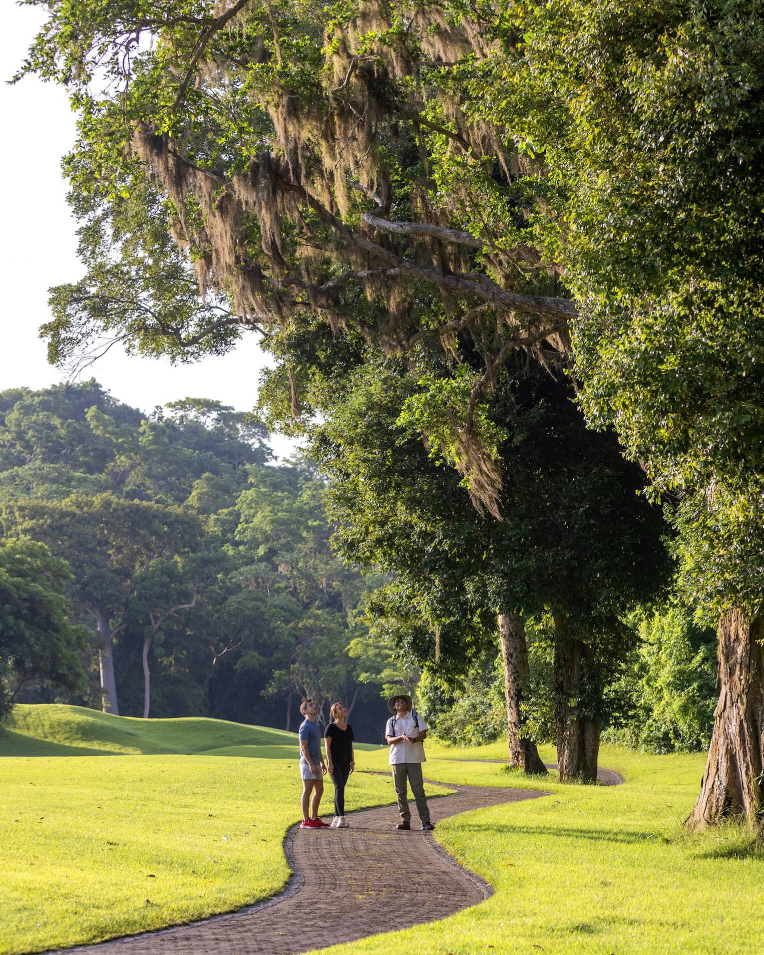 Hikers stand on a paved path weaving through manicured grass, as a guide directs their view upwards to the towering trees. 
