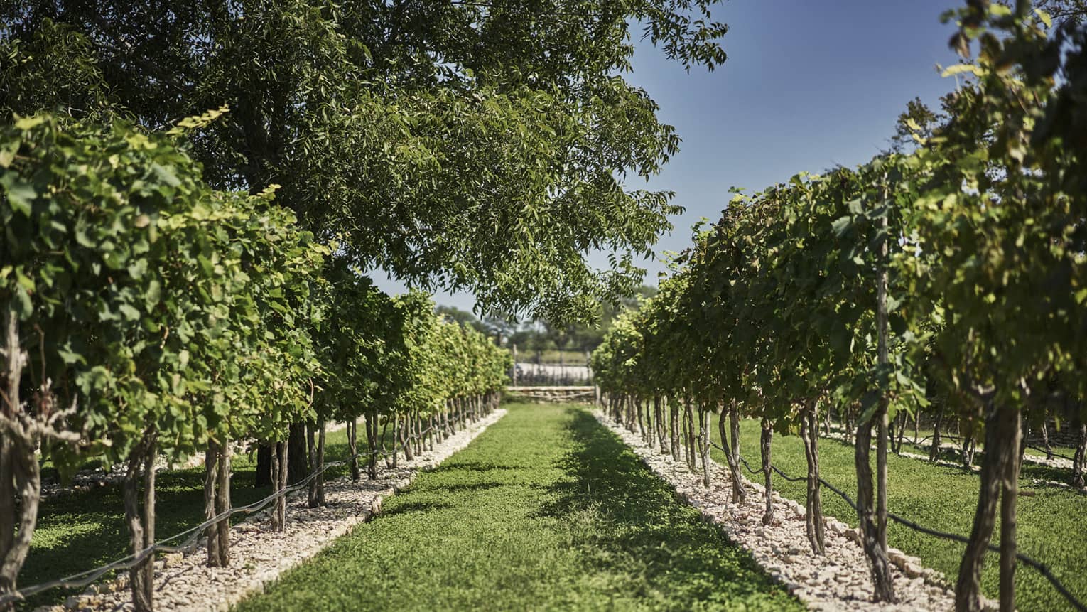 A well manicured vineyard with several trees in bloom. 