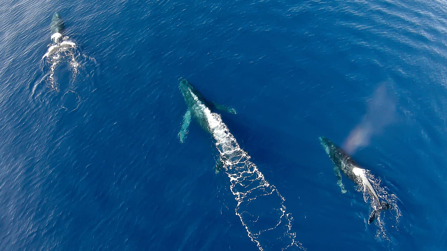 Aerial view of three whales swimming in ocean