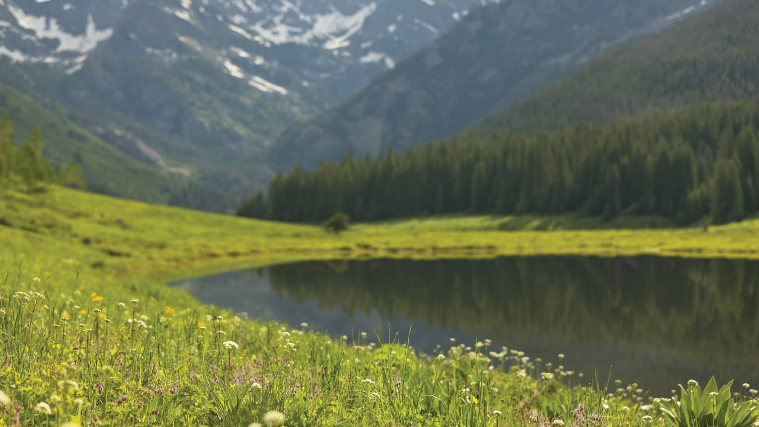 Pond surrounded by grass and wild flowers, surrounded by mountains 